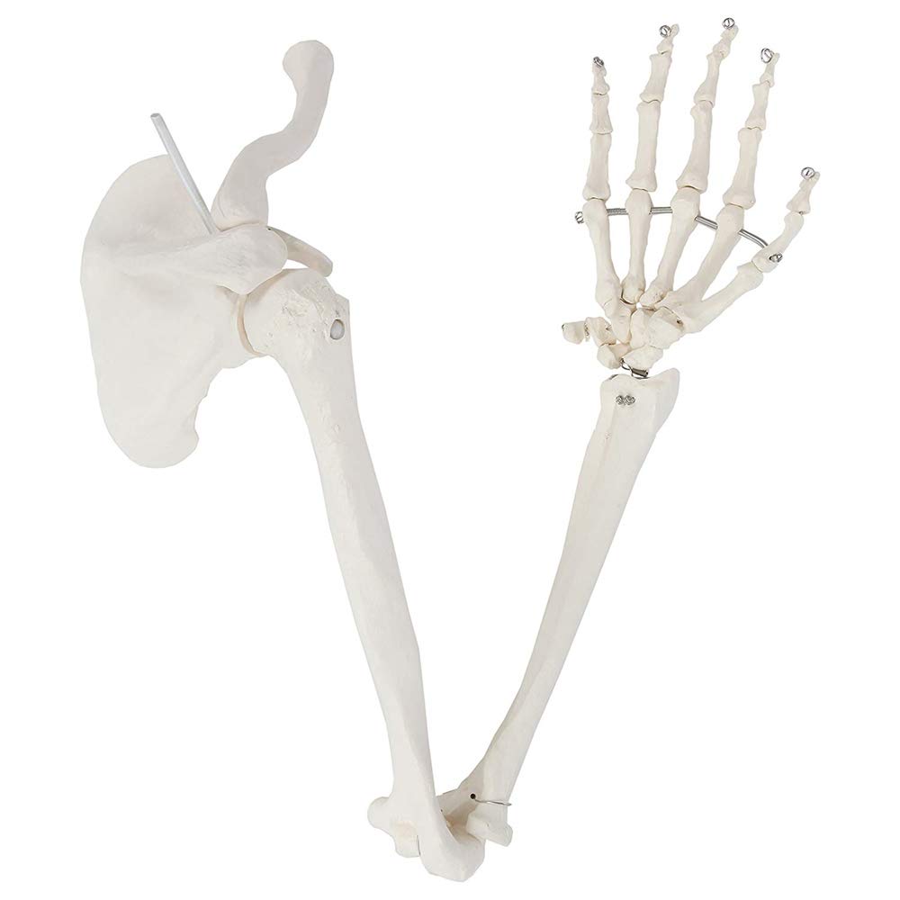 NBZLY Arm Skeleton Model, Arm Bone and Clavicle, Shoulder S Bone and Hinged Hand Bone Fixed with Steel Wire, Suitable for School Teaching, Doctor's Office