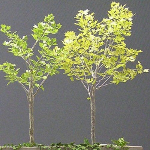 Diorama Accessories series sycamore (japan import) by Sum Takumi