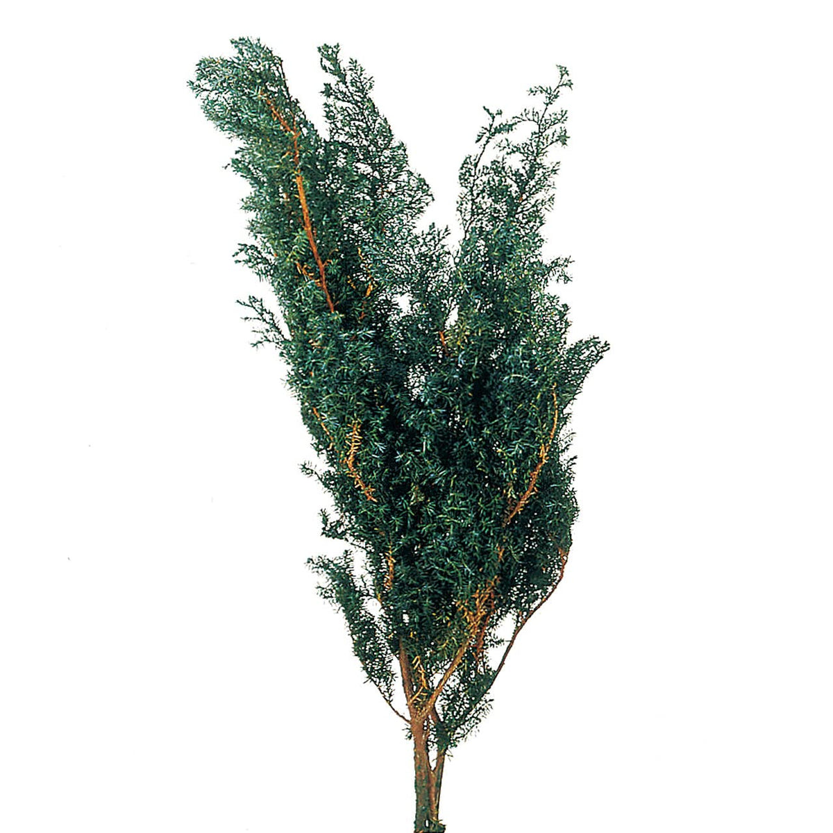 Earth Farms Preserved sohutohimurosugi (with G) with do001320 – 700