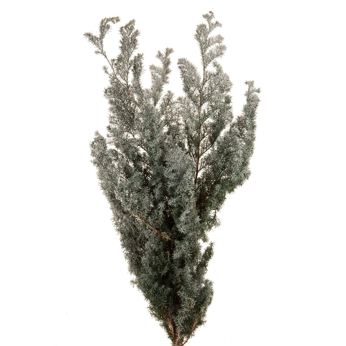 オオチノウエン(Ohchinouen) Daichi Farm DO001321-706 Preserved Flowers, Soft Cedar, Flocky Green, Approx. 17.7-21.7 inches (45.0-55.0 cm), 2.1 oz (60 g)