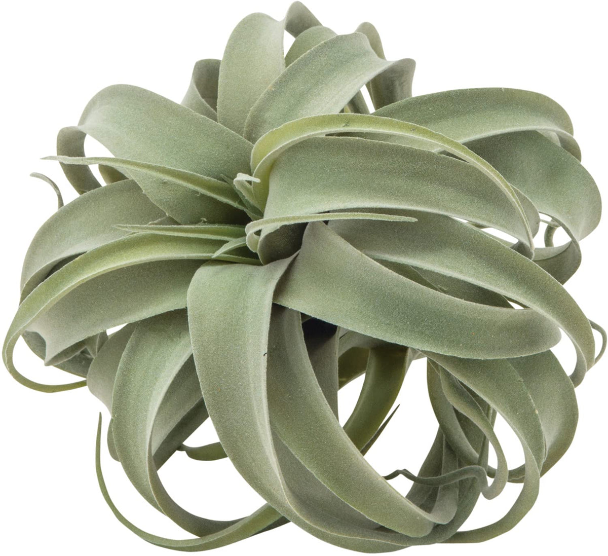 POSH Living 80912 Xerographica