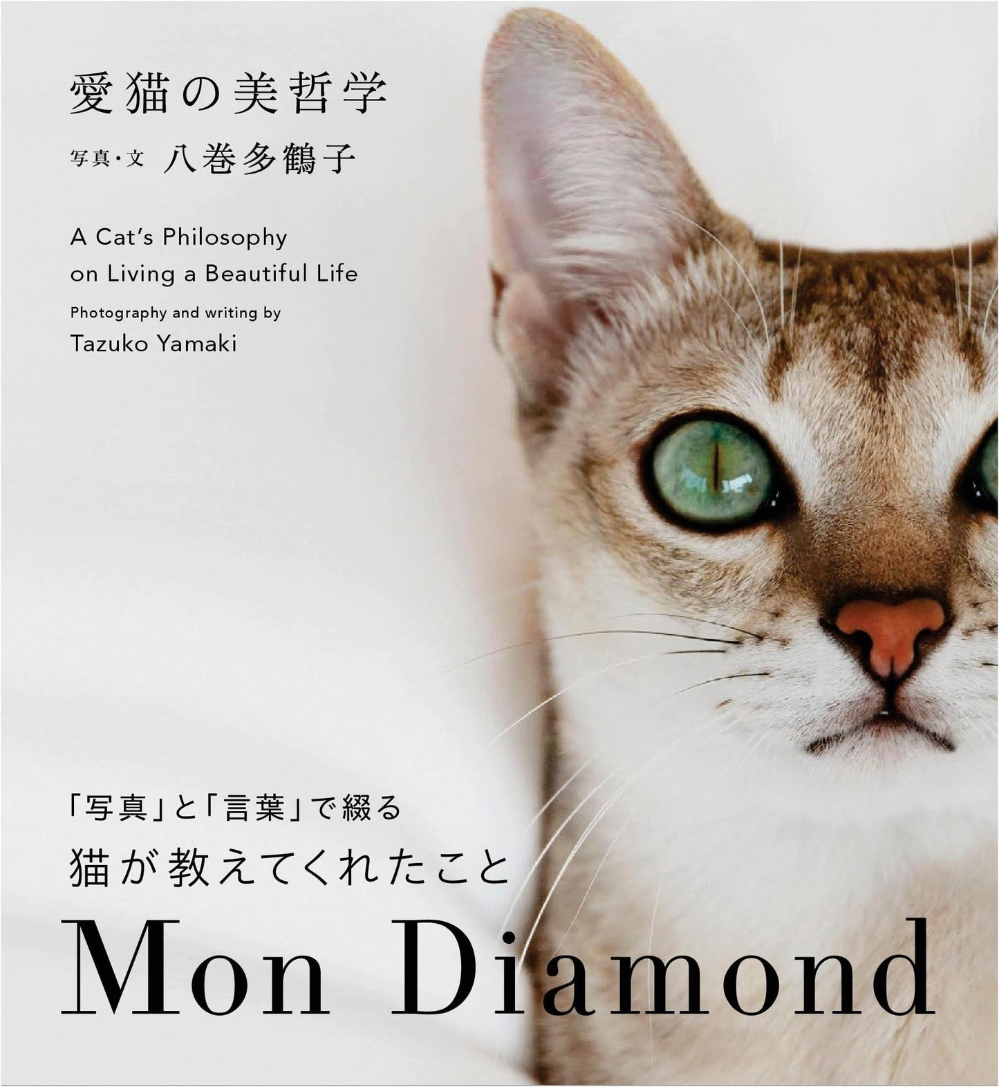 The Aesthetics of My Beloved Cat: Mon Diamond