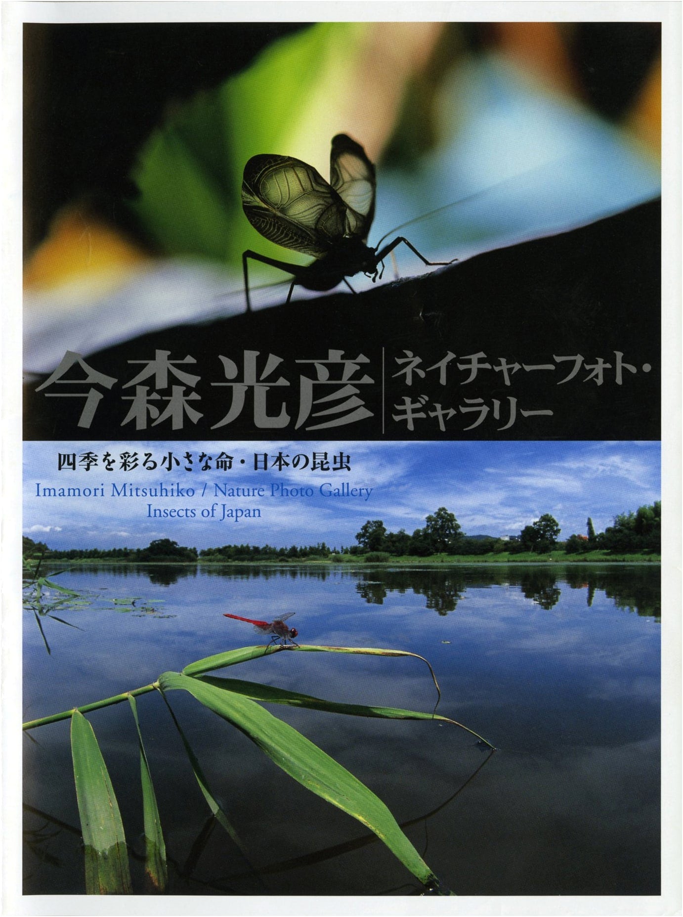 Mitsuhiko Imamori's Nature Photo Gallery: Japanese Insects & Small Lives of the Four Seasons