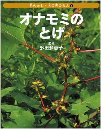 Cocklebur Thorns (Wisdom of Flower Seeds & Tree Nuts 5)