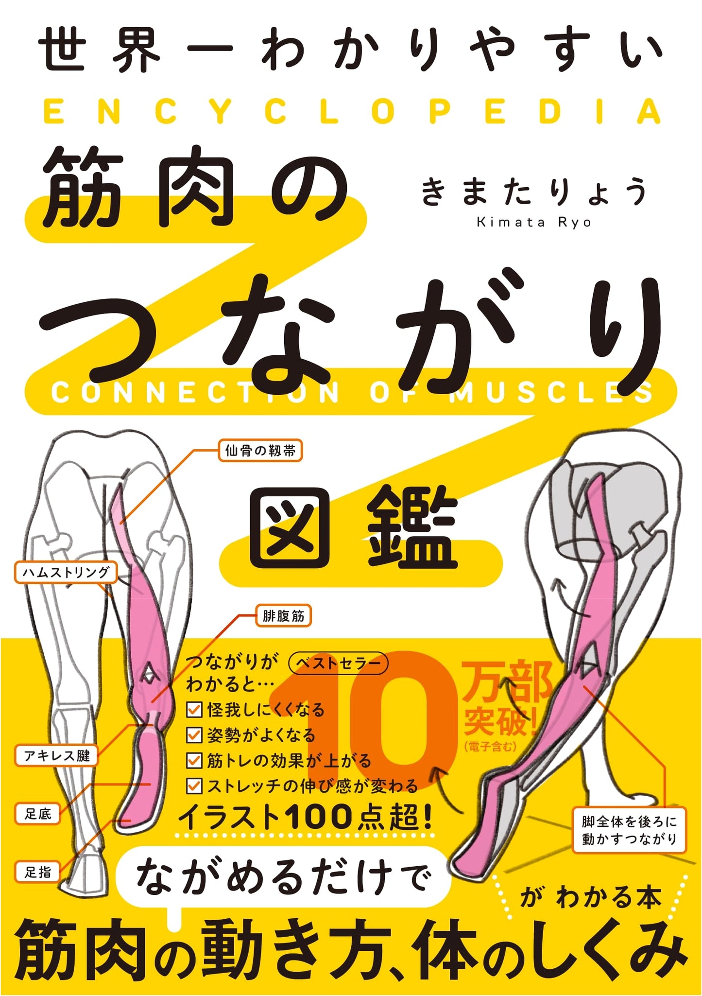 The World's Easiest-to-Understand Illustrated Guide to Muscle Connections by Ryo Kimata