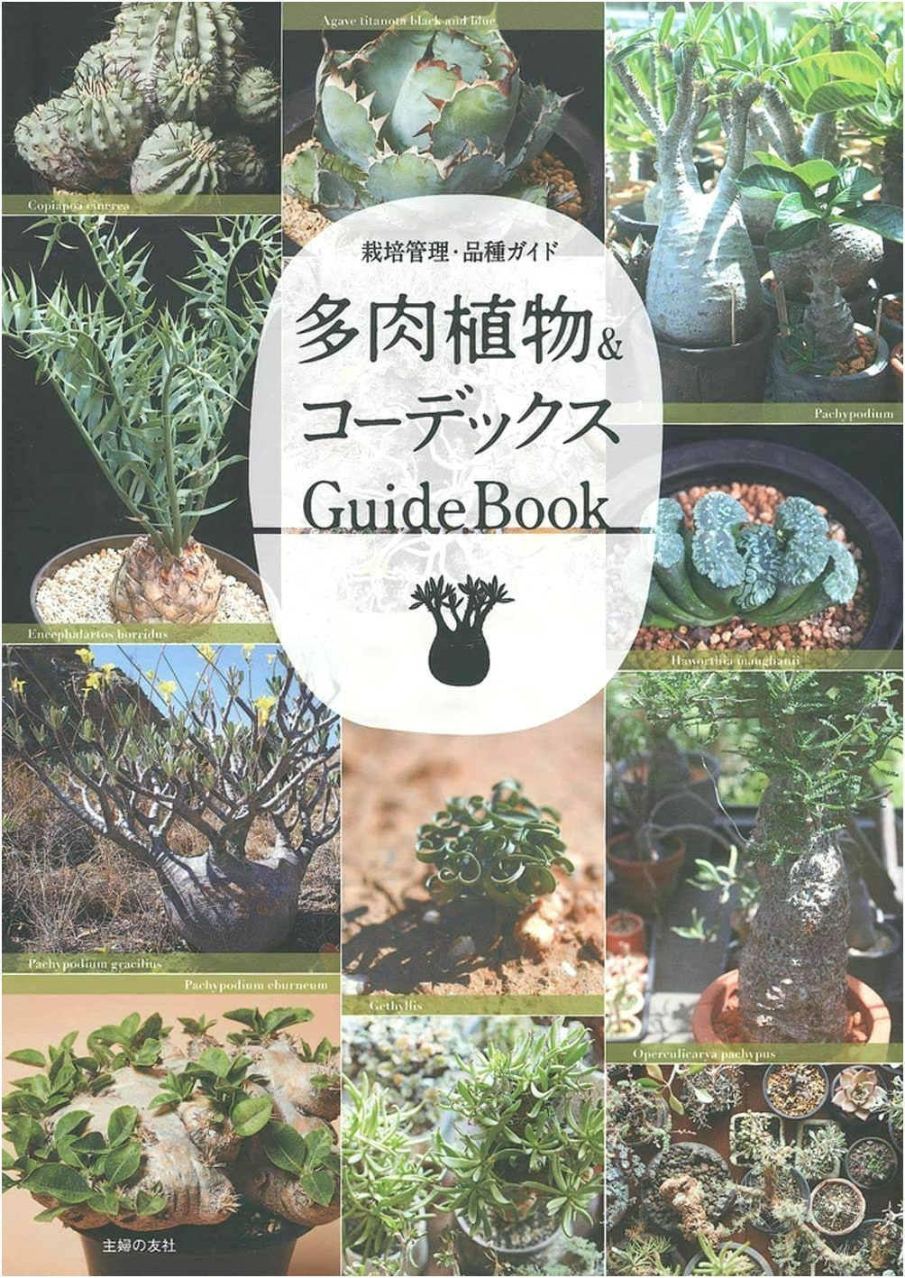 Succulents & Caudex: A Guidebook
