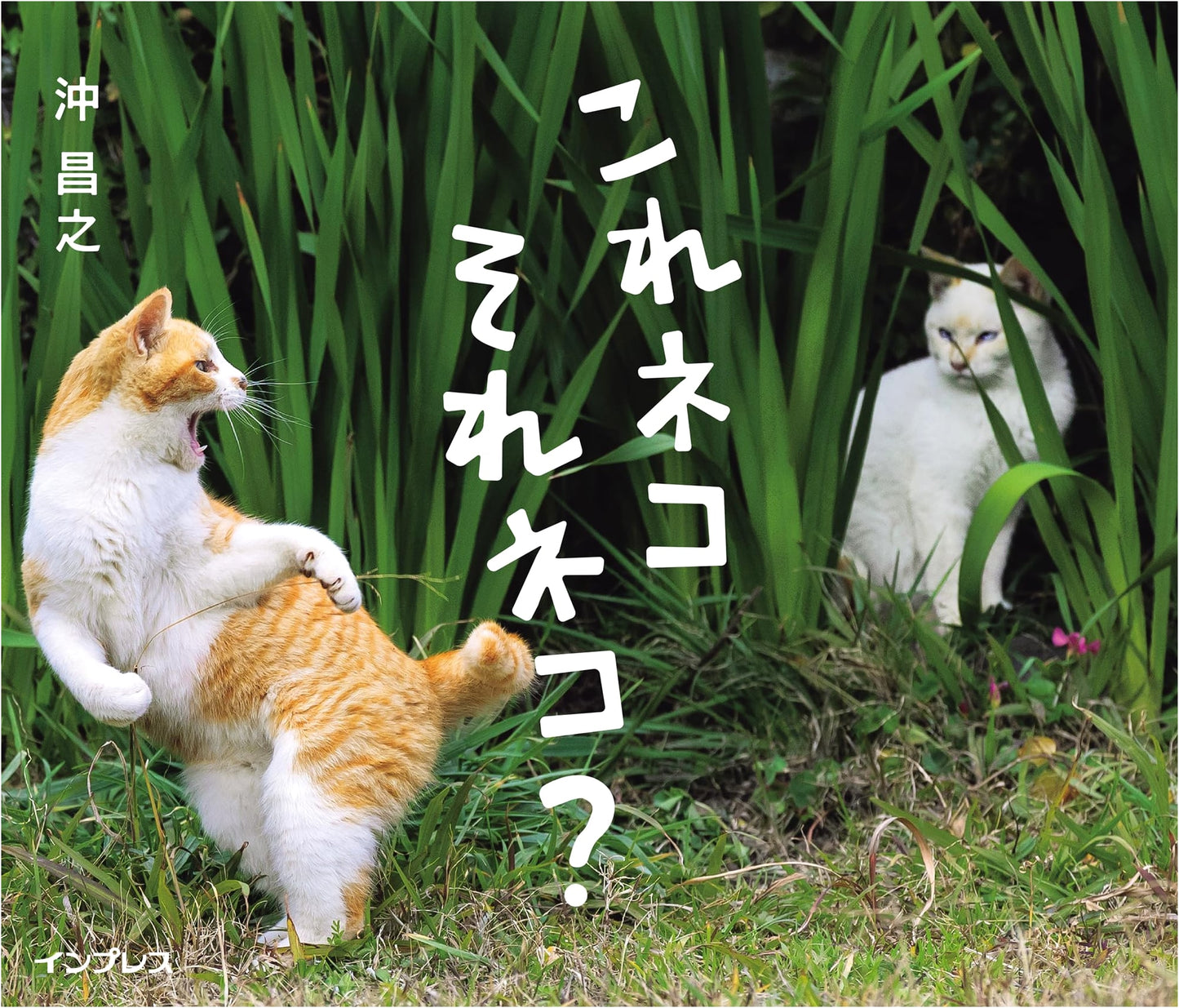 Is This a Cat? That is a Cat? - Photos by Masayuki Oki