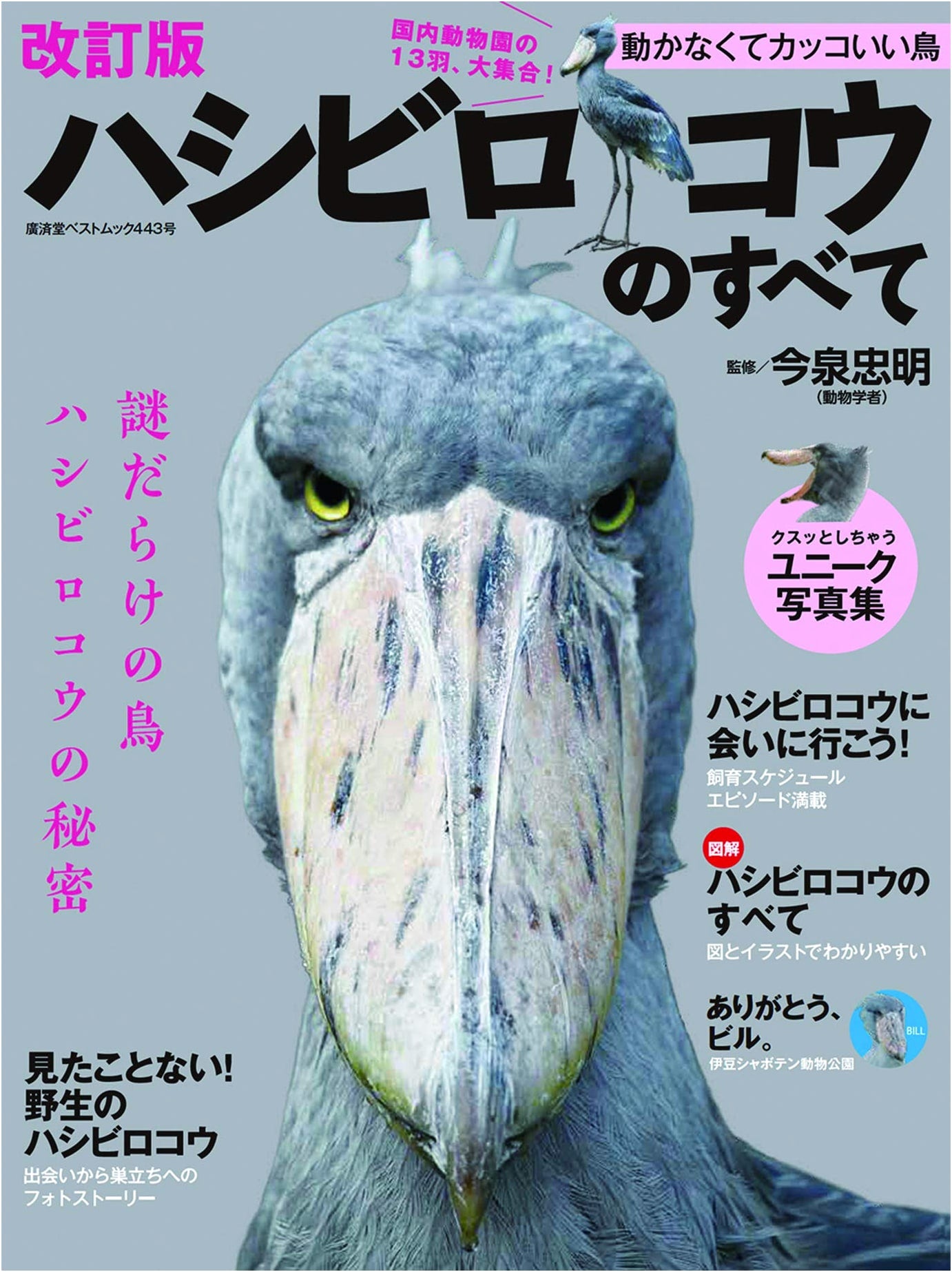 Shoebill Stork: Everything You Need to Know, Revised Edition