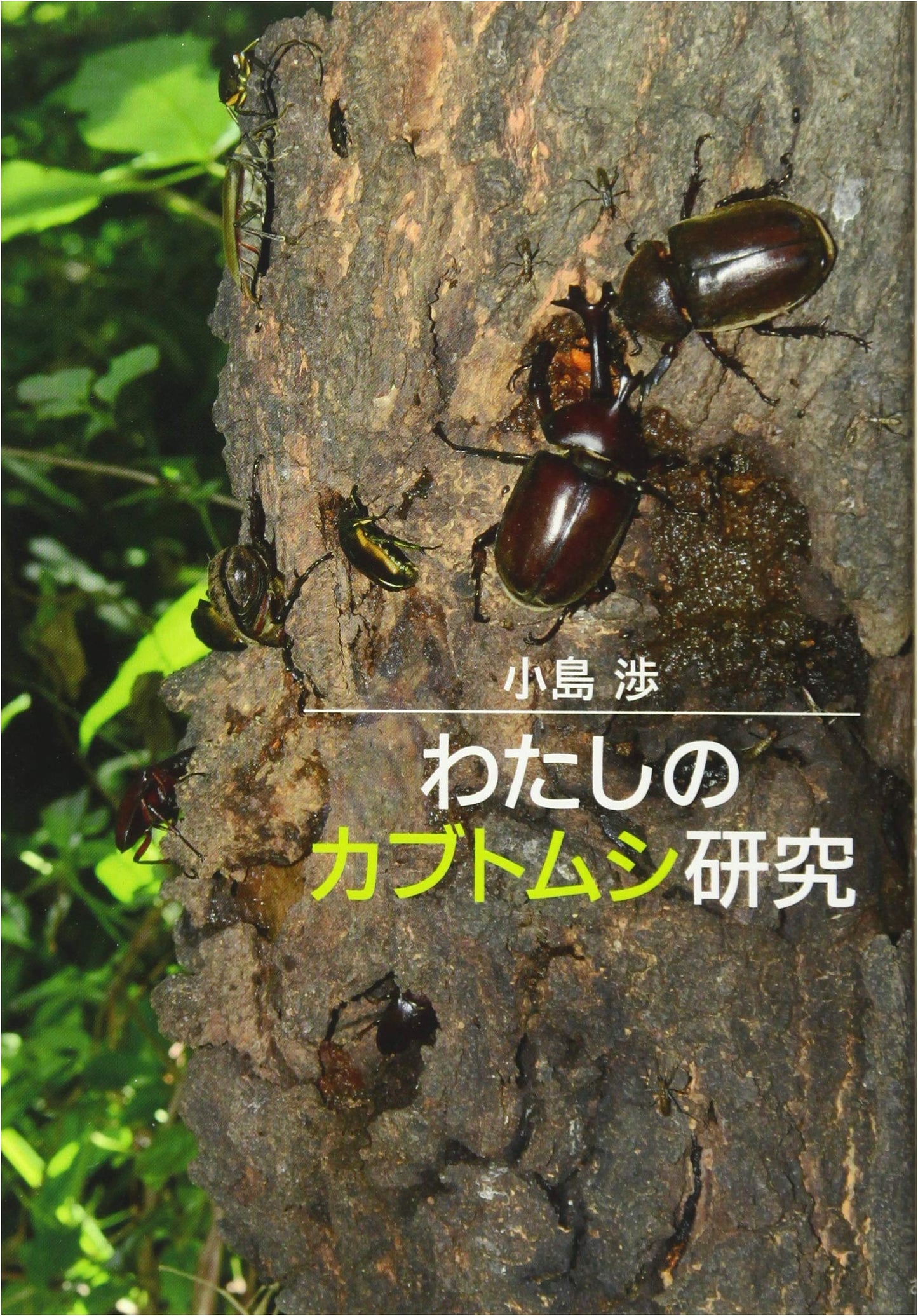 My Beetle Research: An Exploration of Japanese Beetles