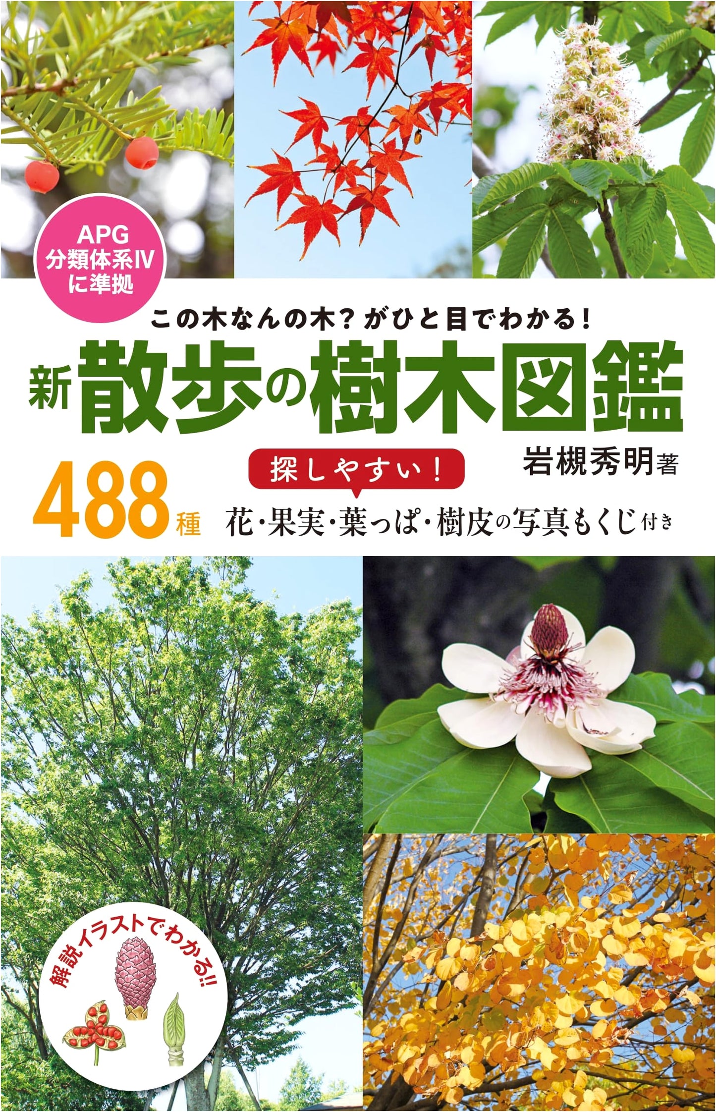 What Tree Is This? A Field Guide to Trees for Walks