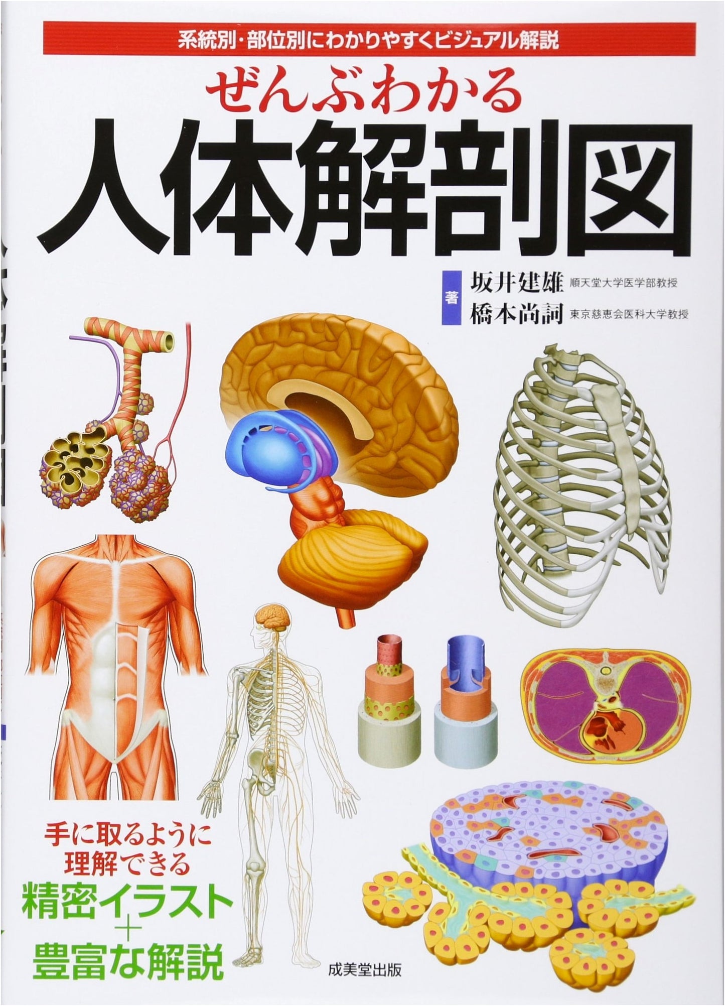 Complete Human Anatomy Atlas: A System-by-System Visual Guide