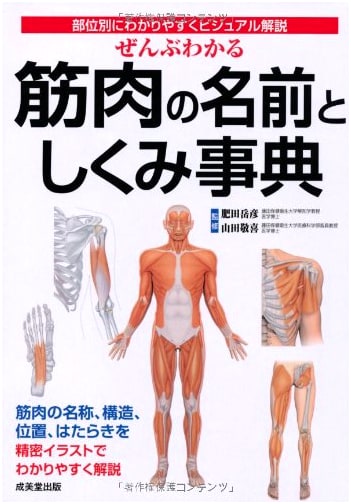 The Complete Visual Guide to Muscle Names & Structures by Body Region