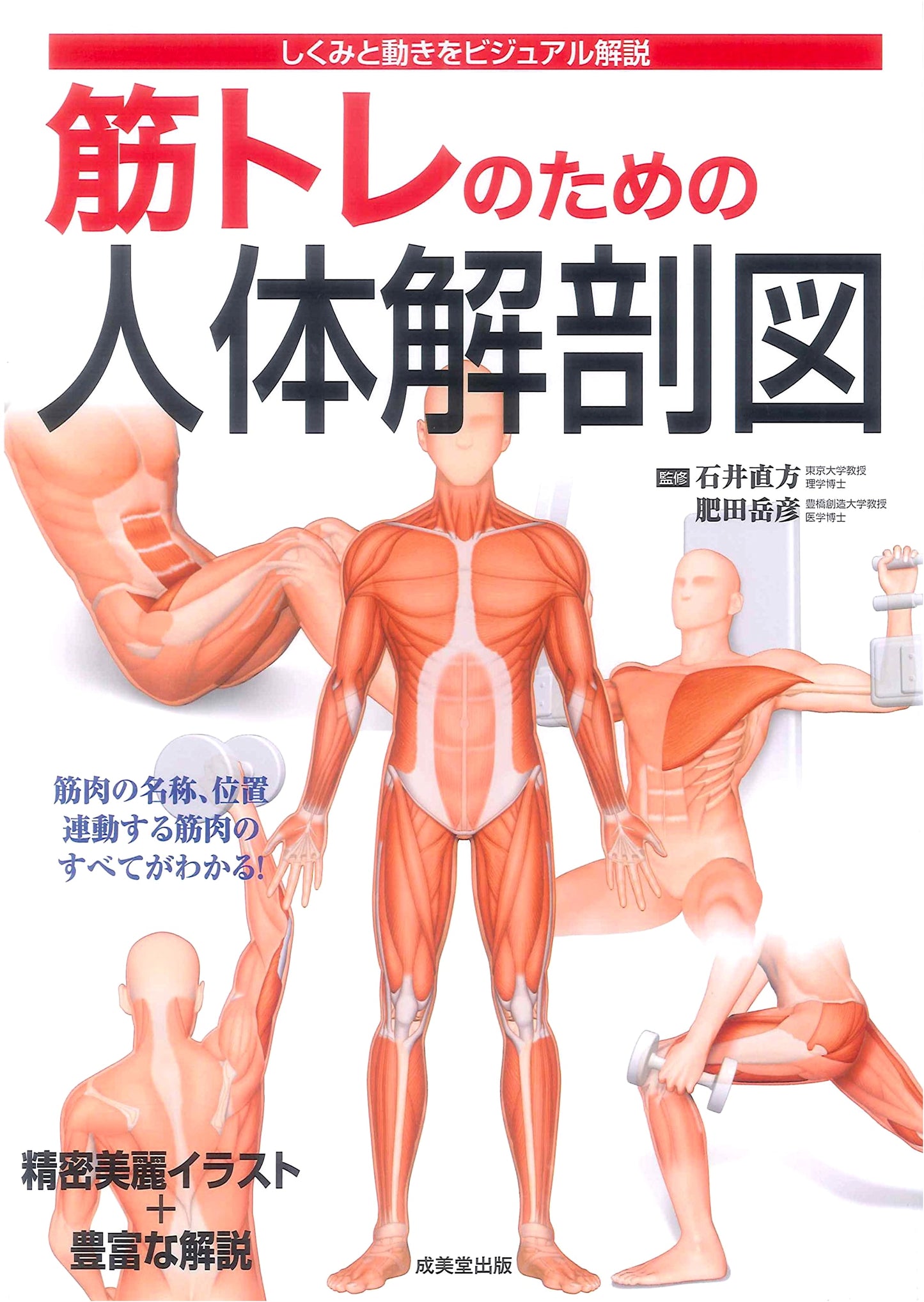 Human Anatomy Diagrams for Strength Training