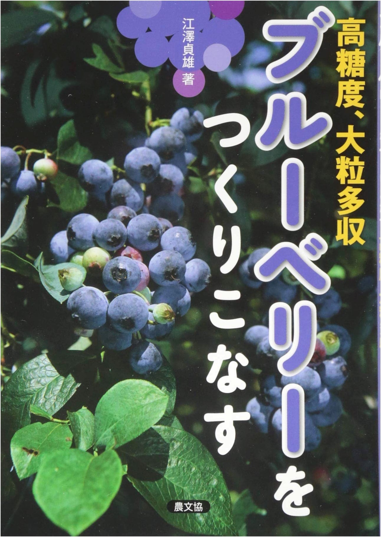 Mastering Blueberry Cultivation: High Sugar Content, Large Yields