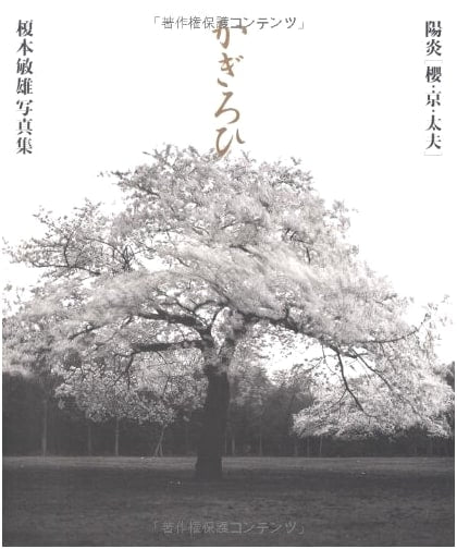 Kagero: Cherry Blossoms, Kyoto, and Tayu - Toshio Enomoto Photography