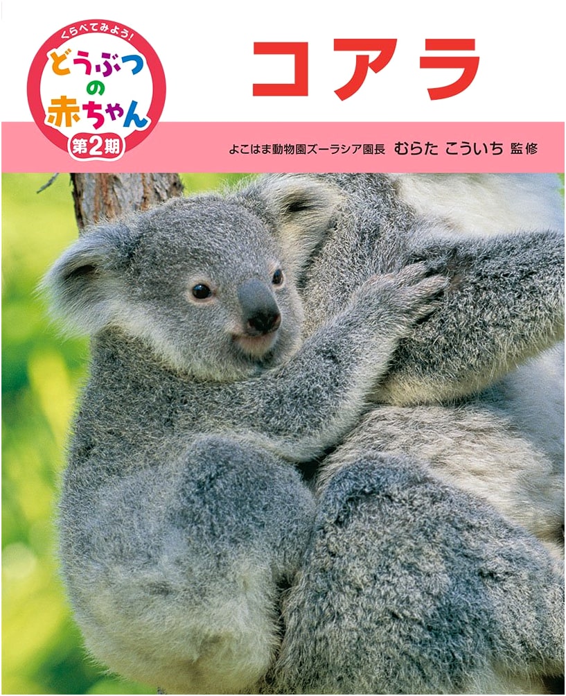 Koala
