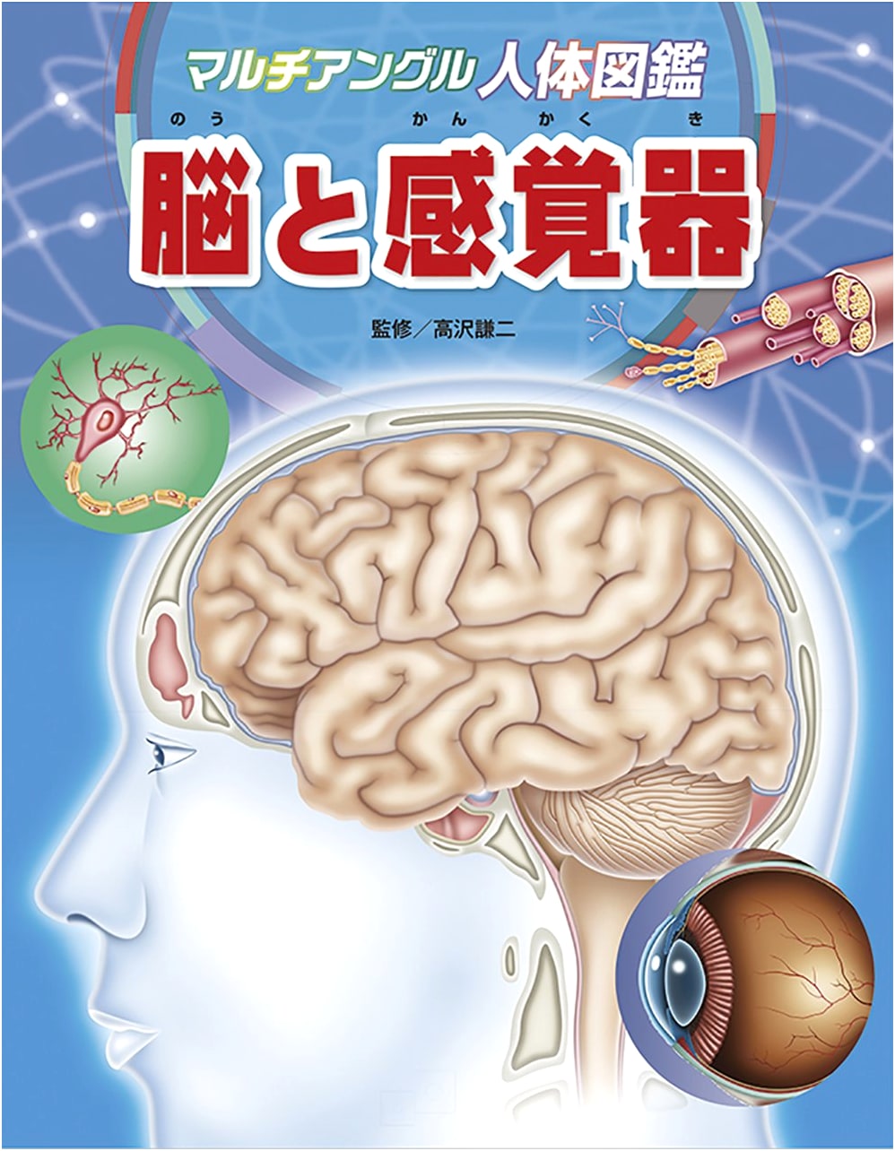 Multi-Angle Human Body Encyclopedia: Brain and Sensory Organs