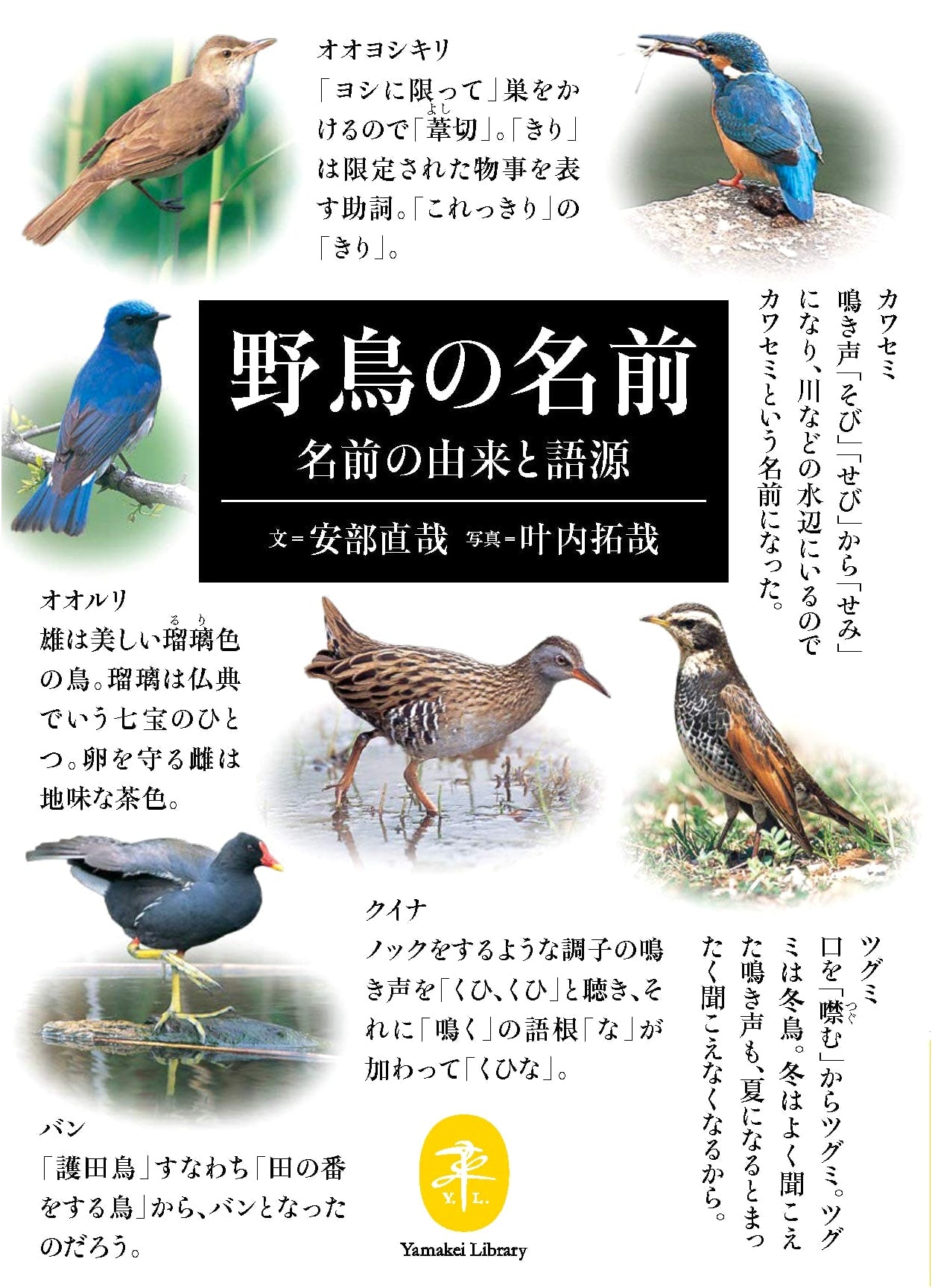Yamakei Pocket Guide: Bird Names - Origins and Etymology by Naoya Abe