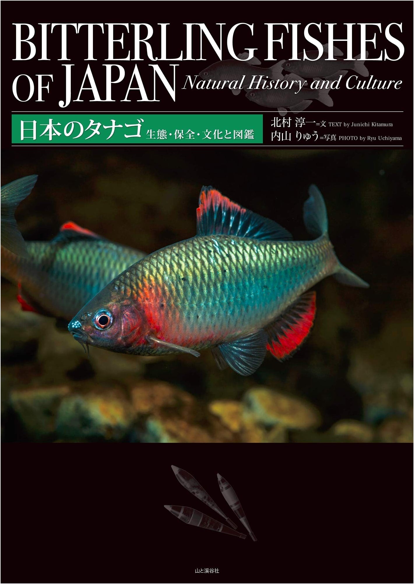 Bitterlings of Japan: Ecology, Conservation, Culture and Illustrated Guide by Junichi Kitamura
