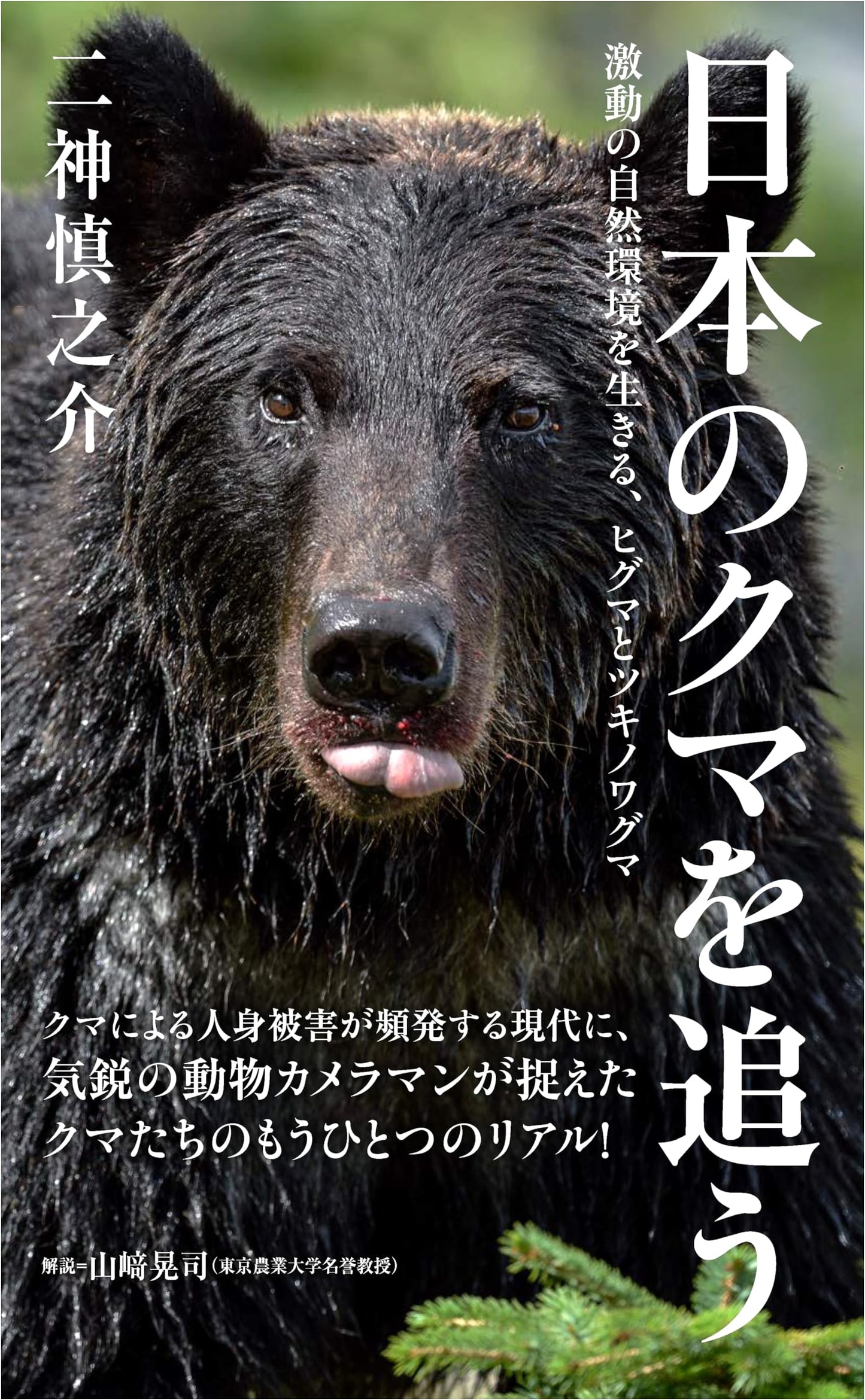Chasing Japan's Bears: Brown Bears & Asian Black Bears in a Turbulent Environment