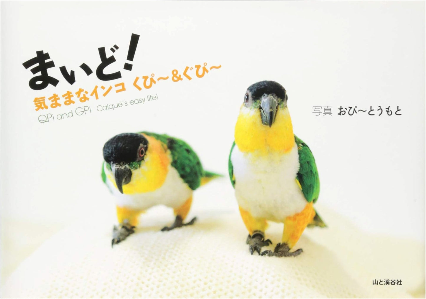 Hello! Kupi & Gupi: The Whimsical Parakeets