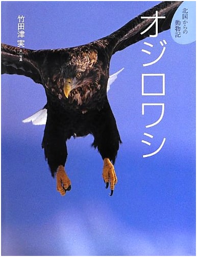 White-Tailed Eagle (Animals from Northern Lands 5)