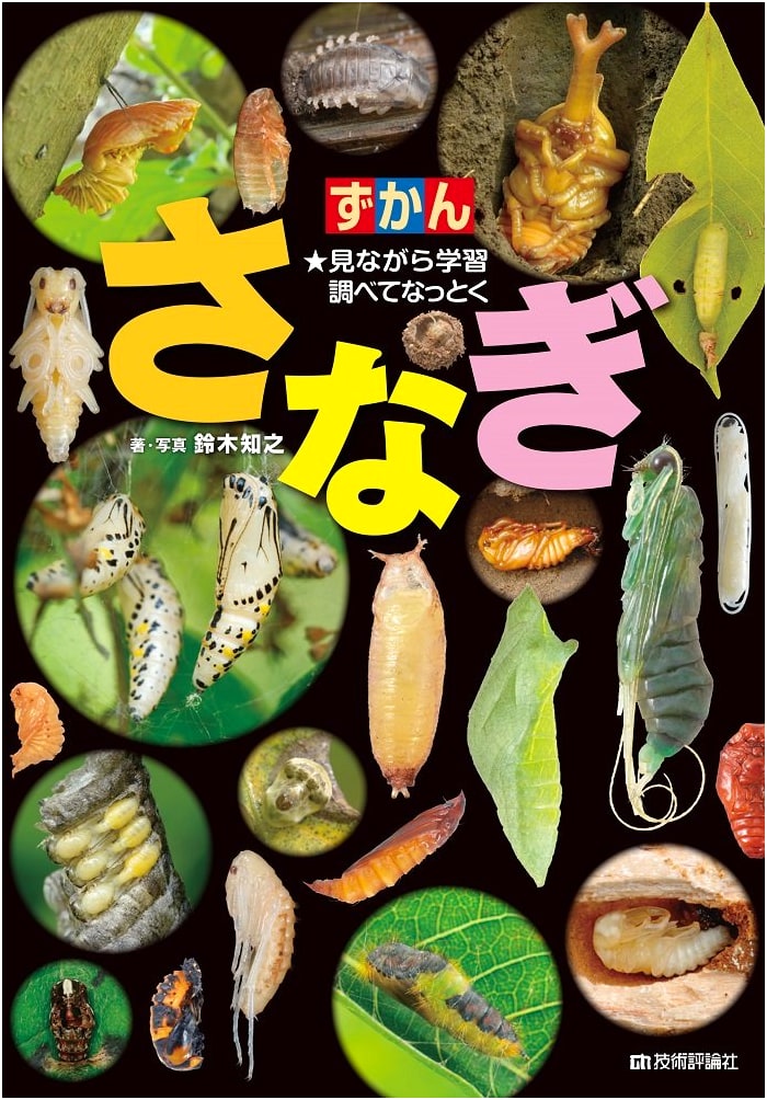 Chrysalis (Illustrated Guide)