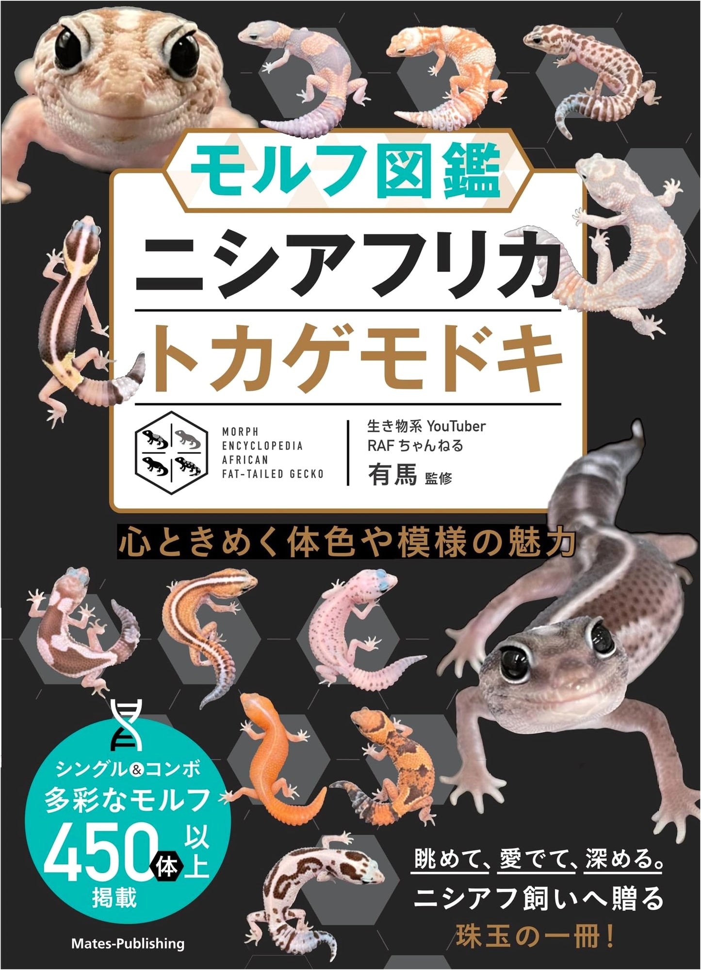 Morph Guide: Western African Fat-tailed Geckos – Charming Colors and Patterns