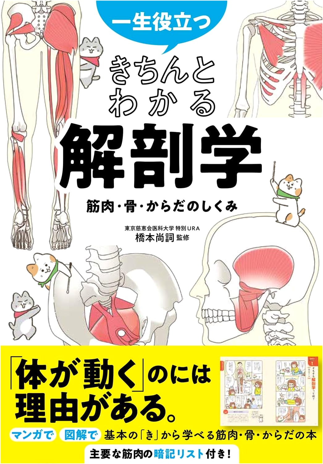 Anatomy: Muscles, Bones, and Body Structure - A Practical Guide