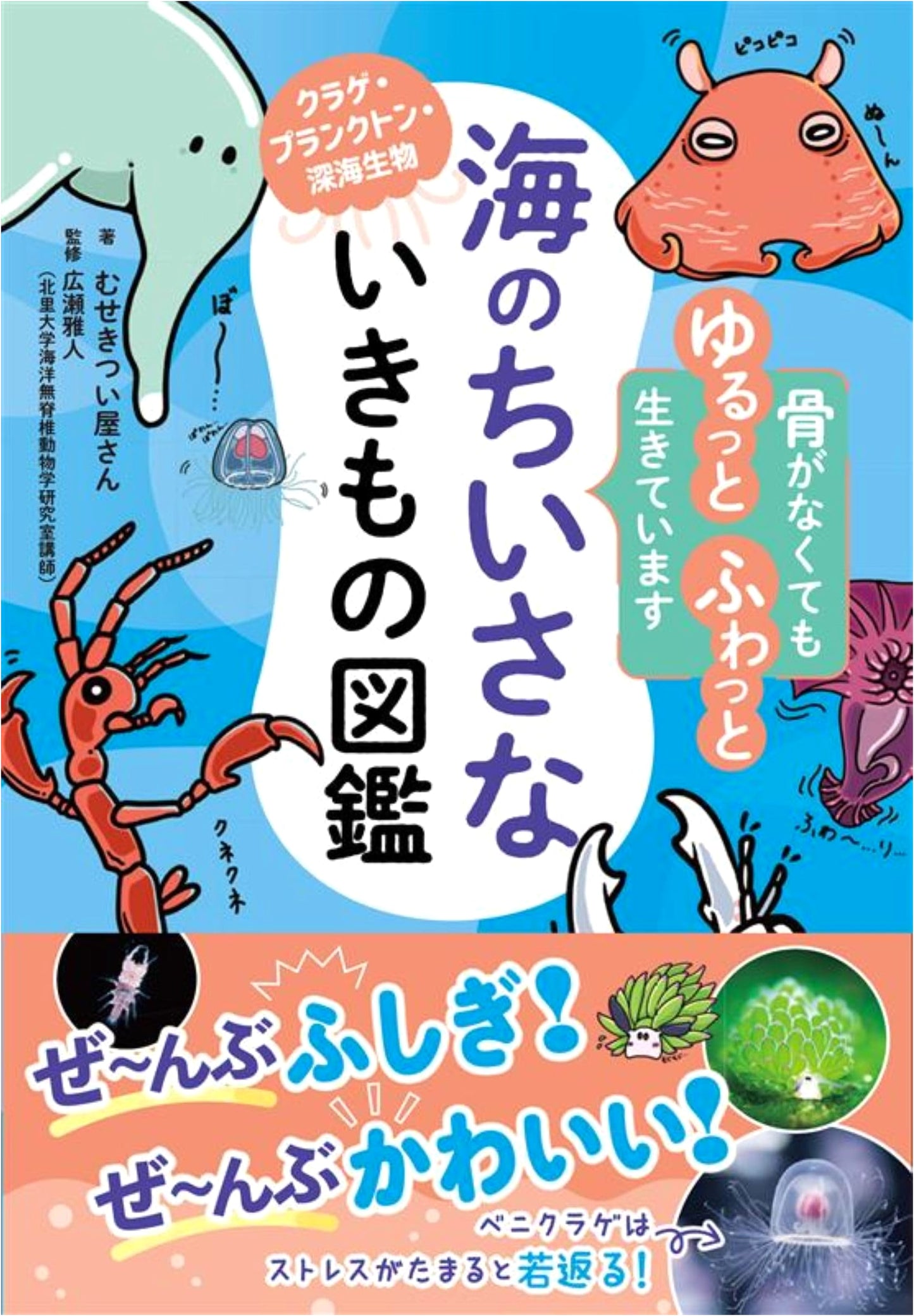 Illustrated Guide to Small Marine Creatures