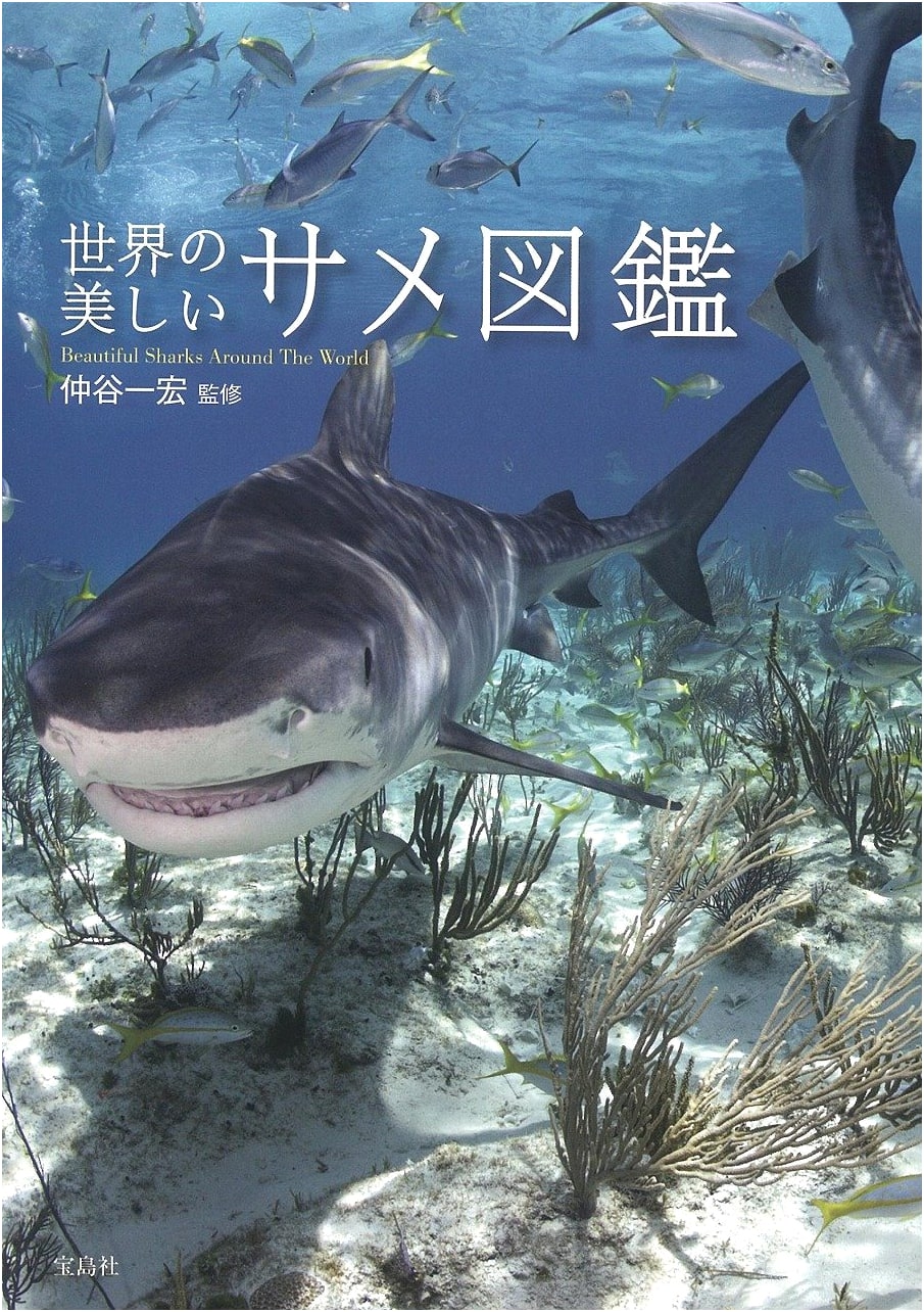 The World's Most Beautiful Sharks: An Illustrated Guide