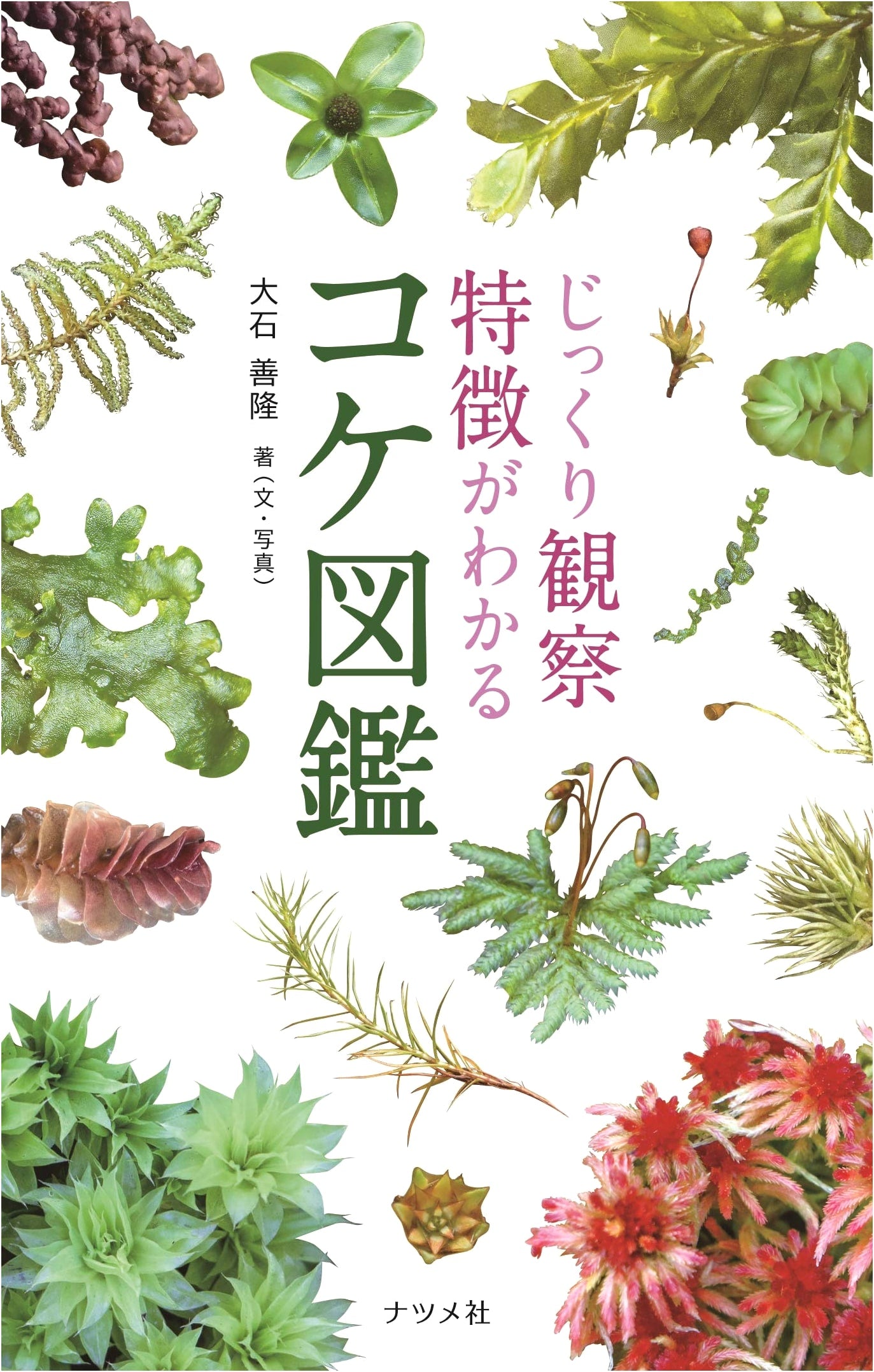 Detailed Observation: A Comprehensive Moss Field Guide