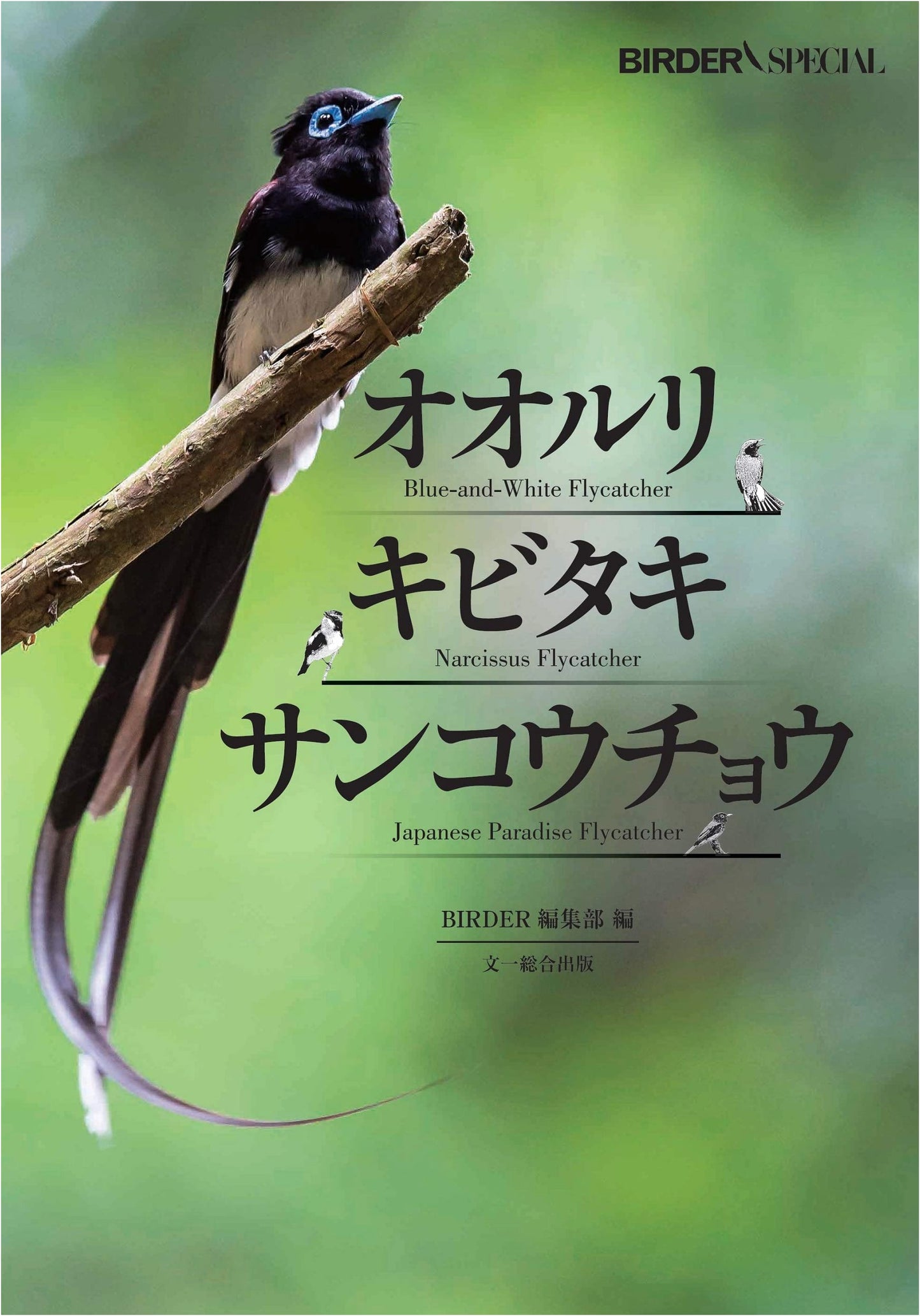 Blue-and-white, Narcissus, and Japanese Paradise Flycatchers: BIRDER Special