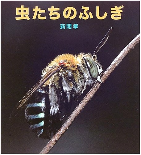 The Wonders of Insects (Fukuinkan Science Series)