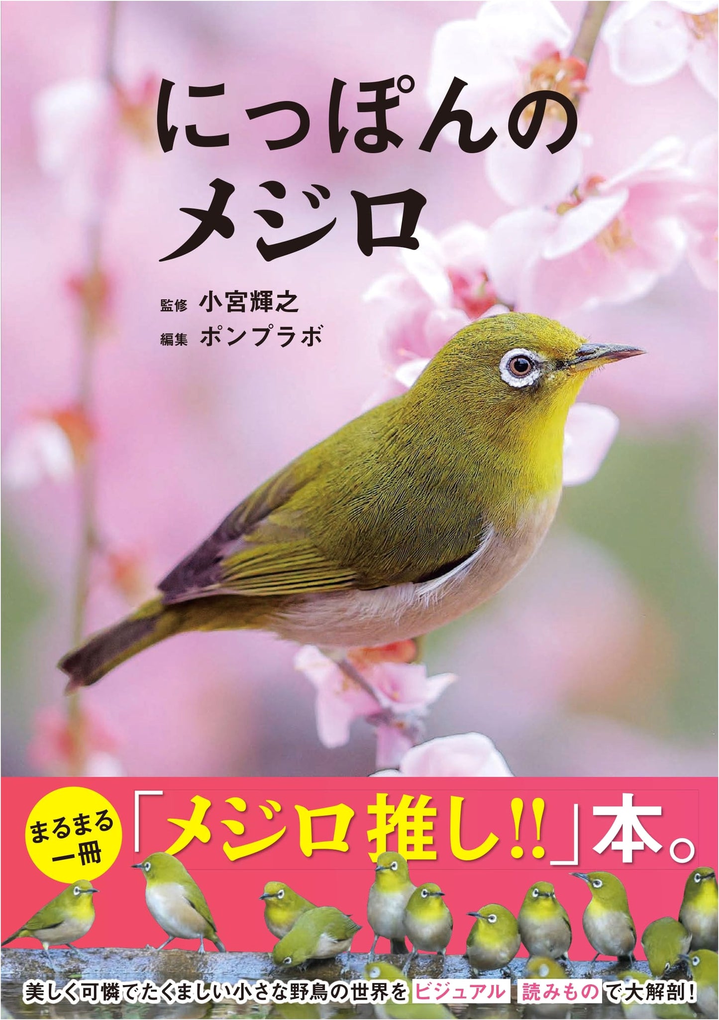 Japan's White-eye Birds (Mejiro)