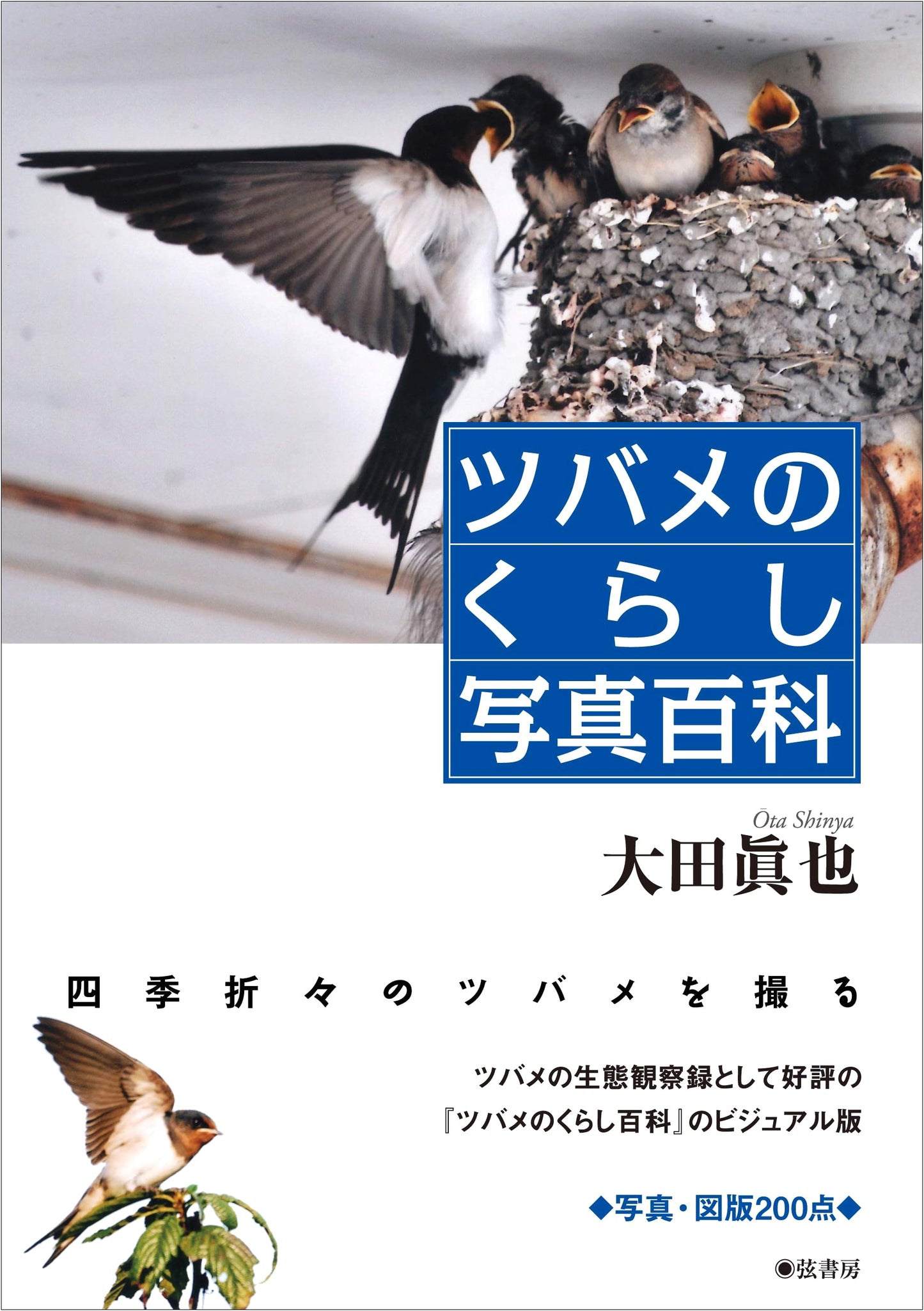 The Life of Swallows: A Photographic Encyclopedia