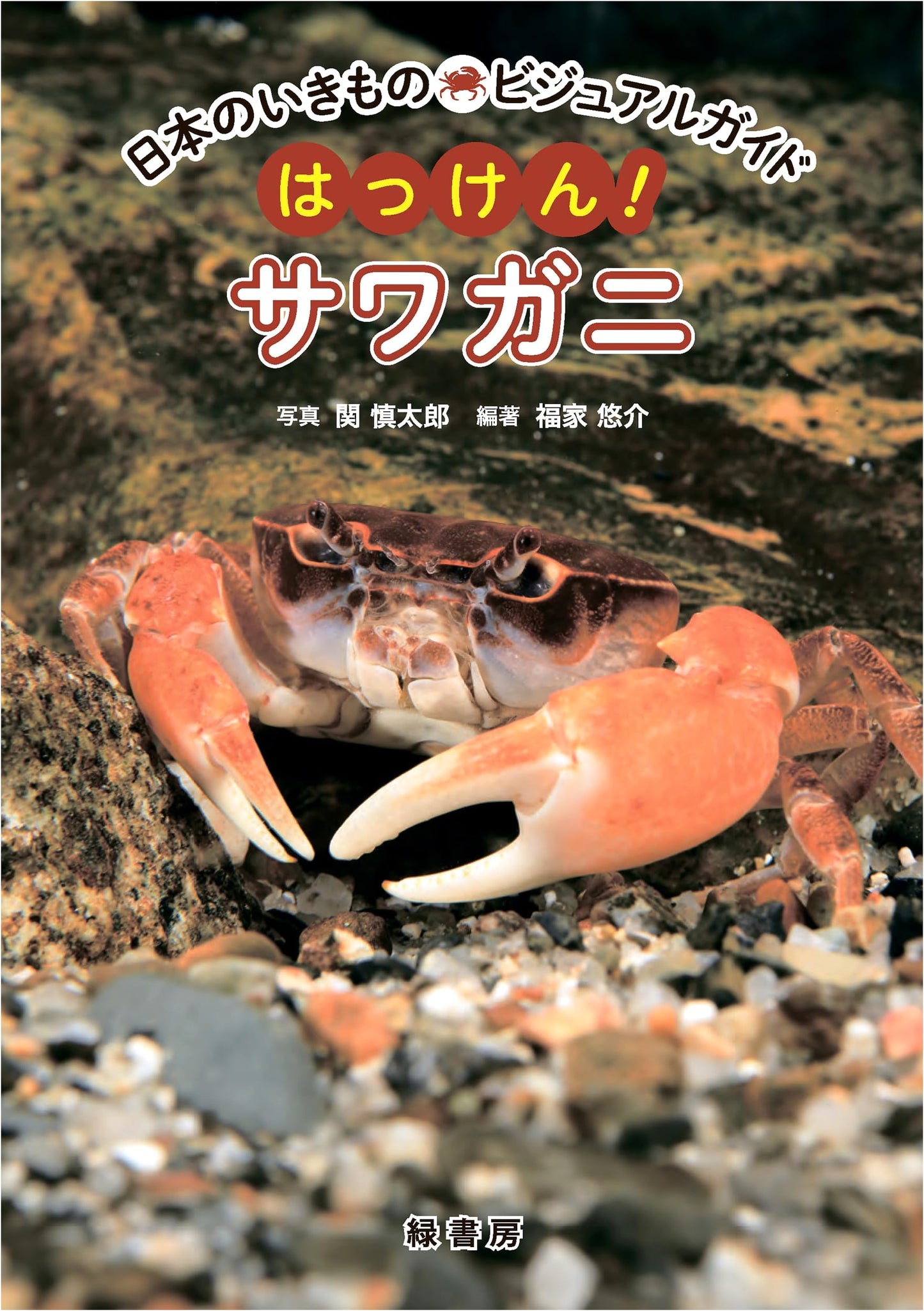 Discovering Sawagani: A Visual Guide to Japan's Freshwater Crabs