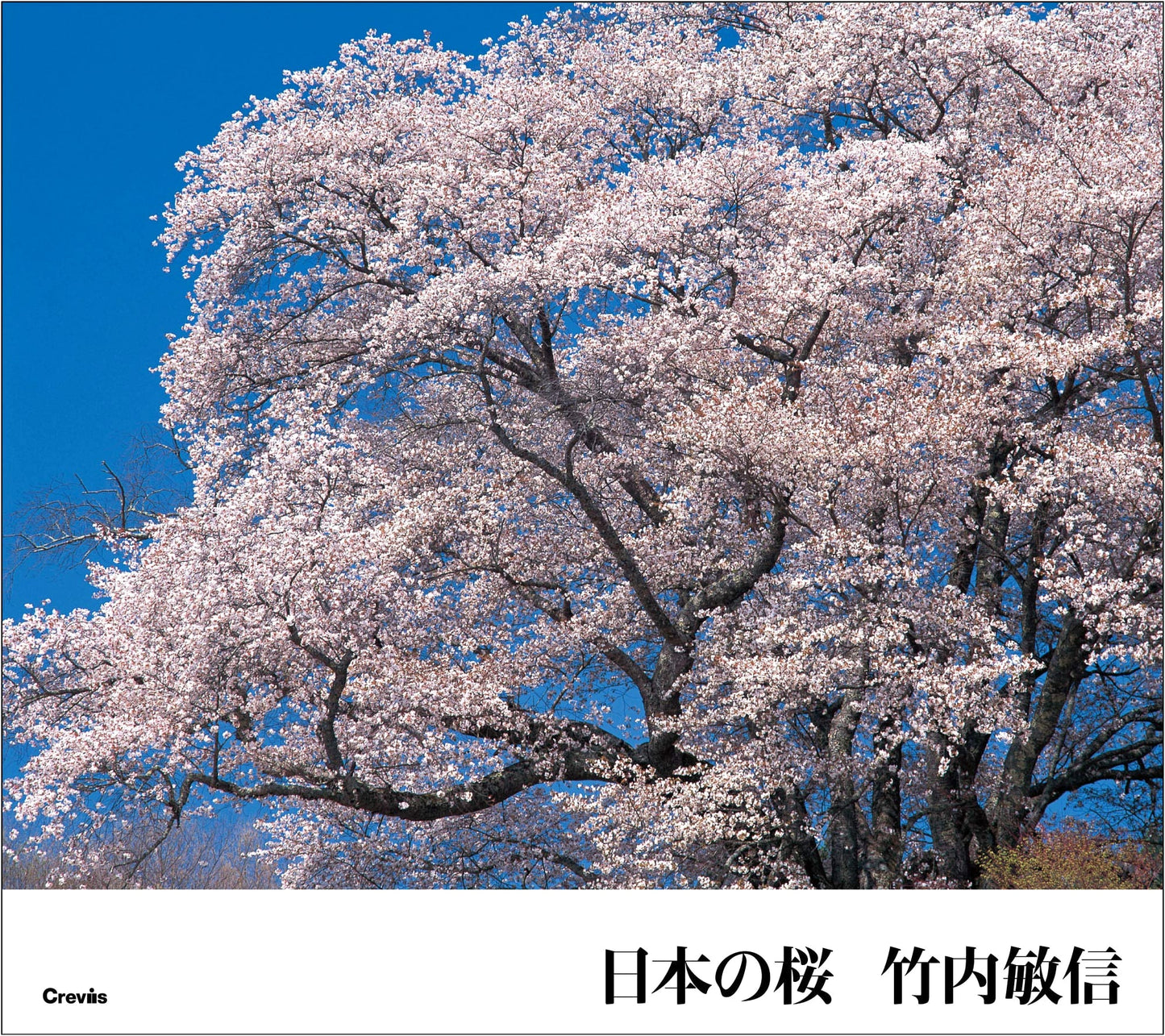 Sakura of Japan: A Captivating Photographic Journey Through Cherry Blossom Season