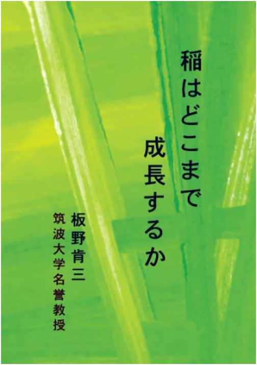 How Far Do Rice Plants Grow?