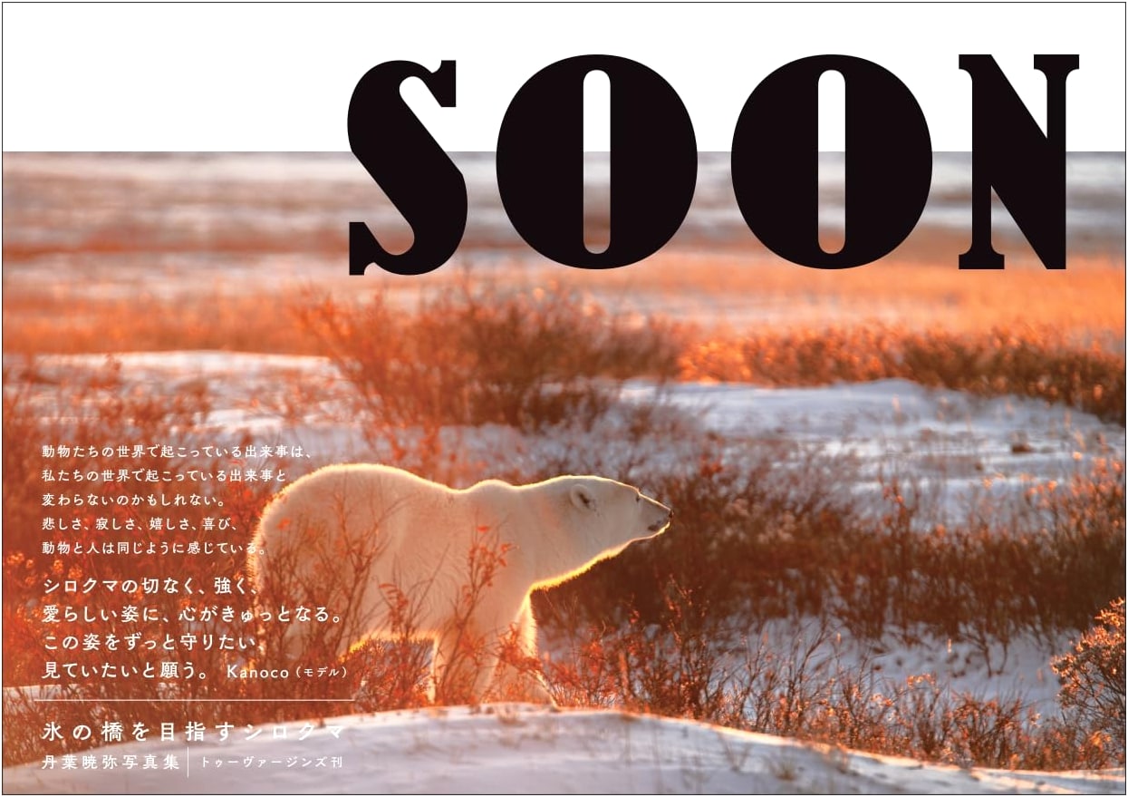 SOON: A Polar Bear's Journey to the Ice Bridge by Akemi Tanba