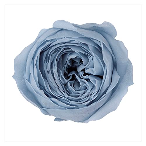 Earth Farm DO002730-671 Preserved Flowers, Rose Cocotte, Mist Blue, Approx. Flower Diameter 1.2 - 1.6 inches (3 - 4 x 2.5 - 3.7 cm), 9 Flowers