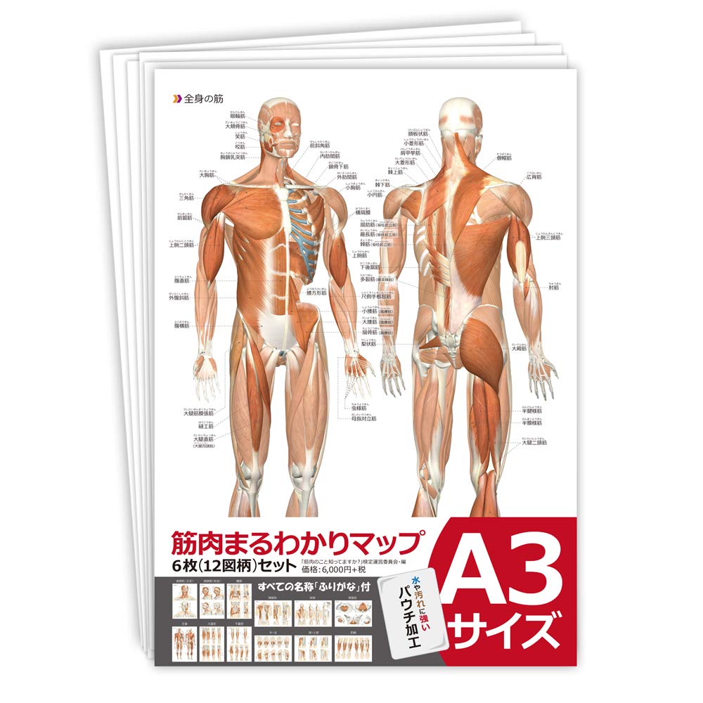 Muscle Maruwa Map (Double-Sided Illustration, Set of 6)