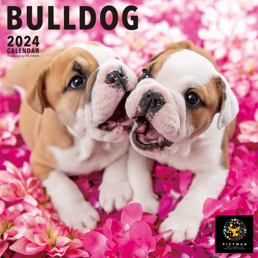 PICTWAN L006 Bulldog 2024 Calendar (Lversion)
