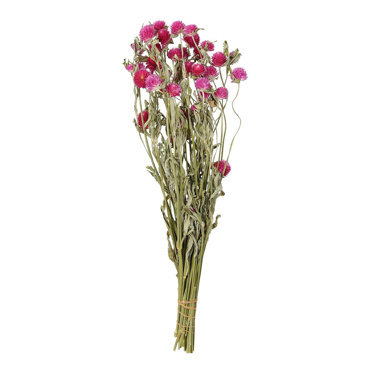 Tokyodo DN00028 Senny Carmine Dried Flowers, 1 Bunch, Natural