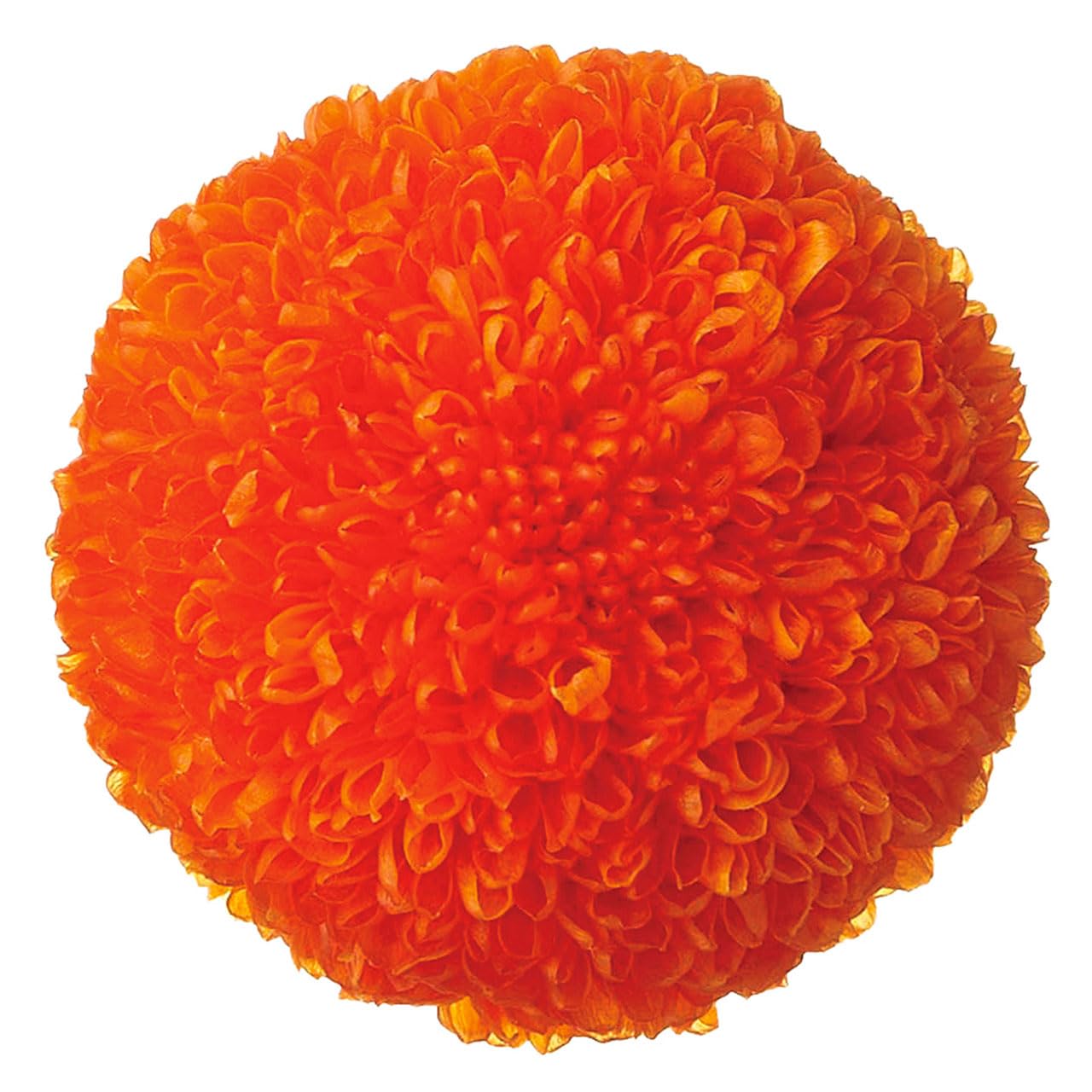 Daichi Co. DO002646-350 Preserved Flower Pom Chrysanthemum/Midi Approx. Flower Diameter 1.3-1.6 inches (3.2-4 cm), 9 Heads Included
