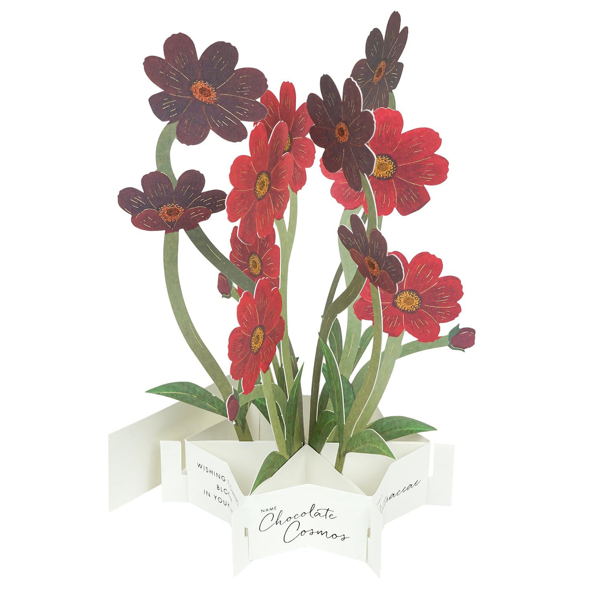 Greeting Life Blooming Card Chocolate Cosmos KE-53 Multipurpose