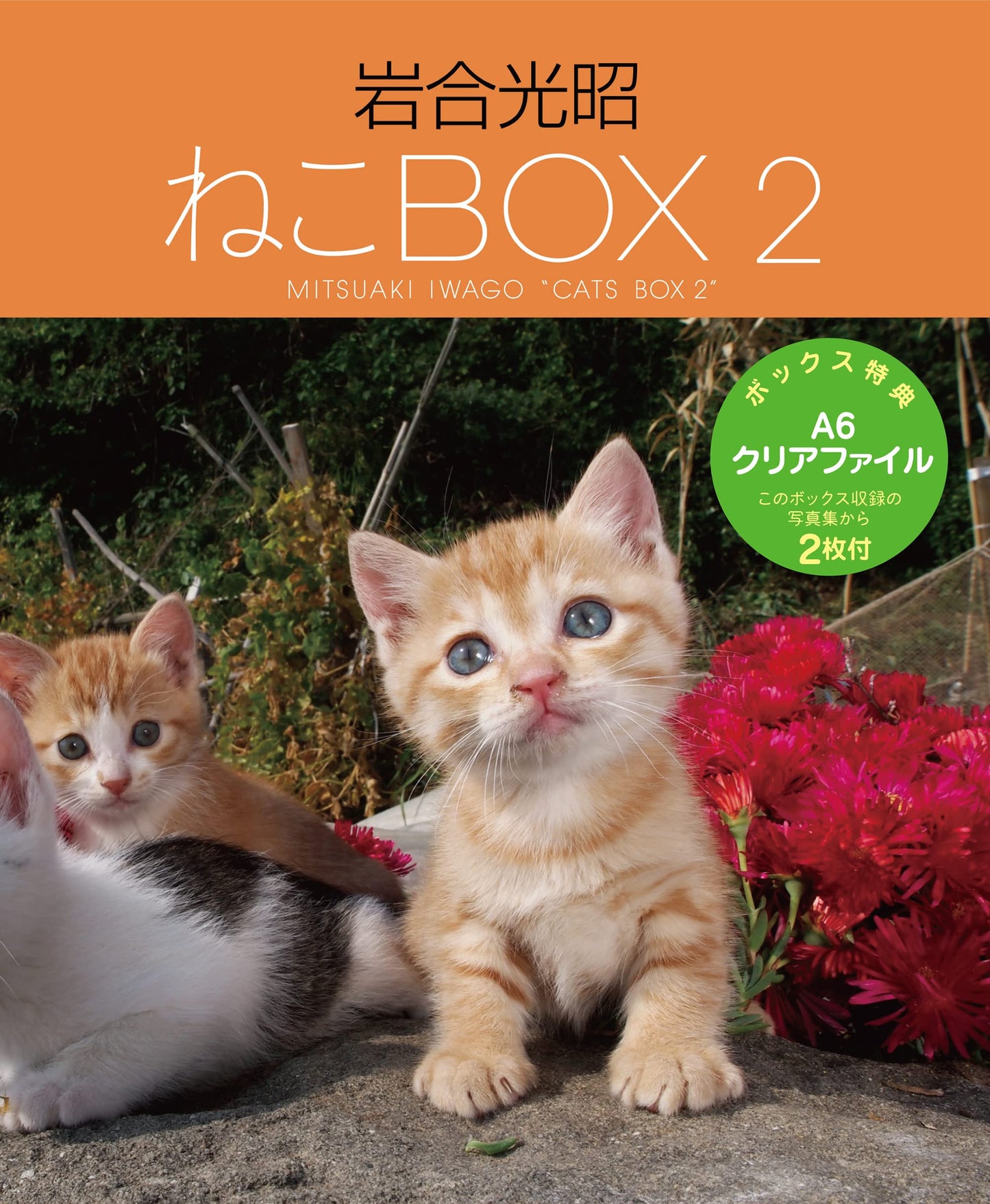Mitsuaki Iwago's Cats BOX 2