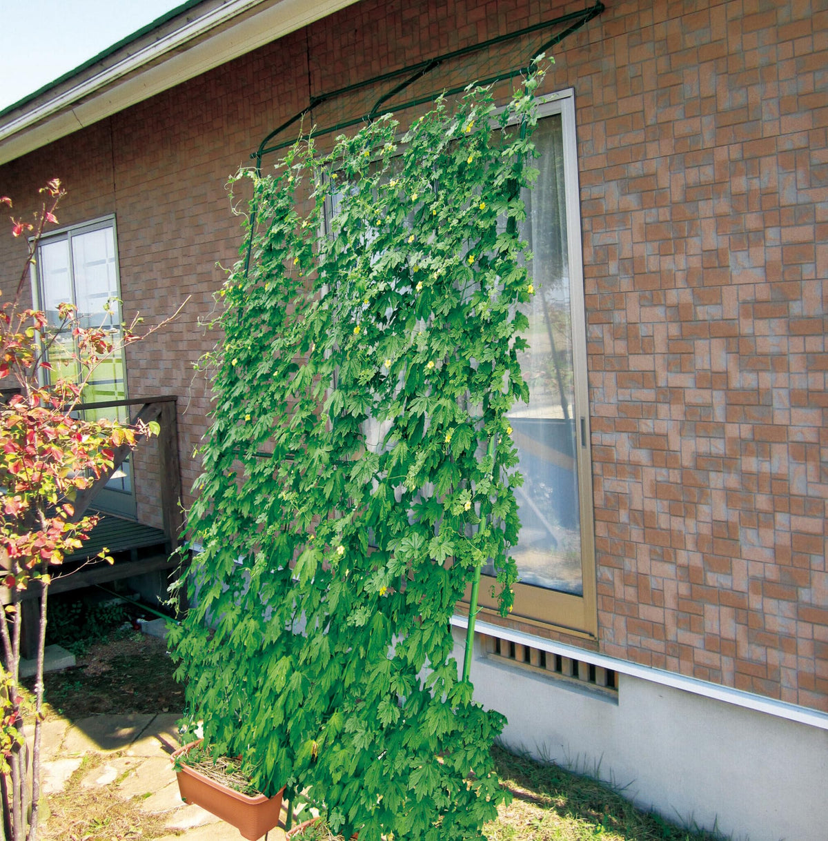 Daim Side Rope Green Curtain with Net, X 5 m
