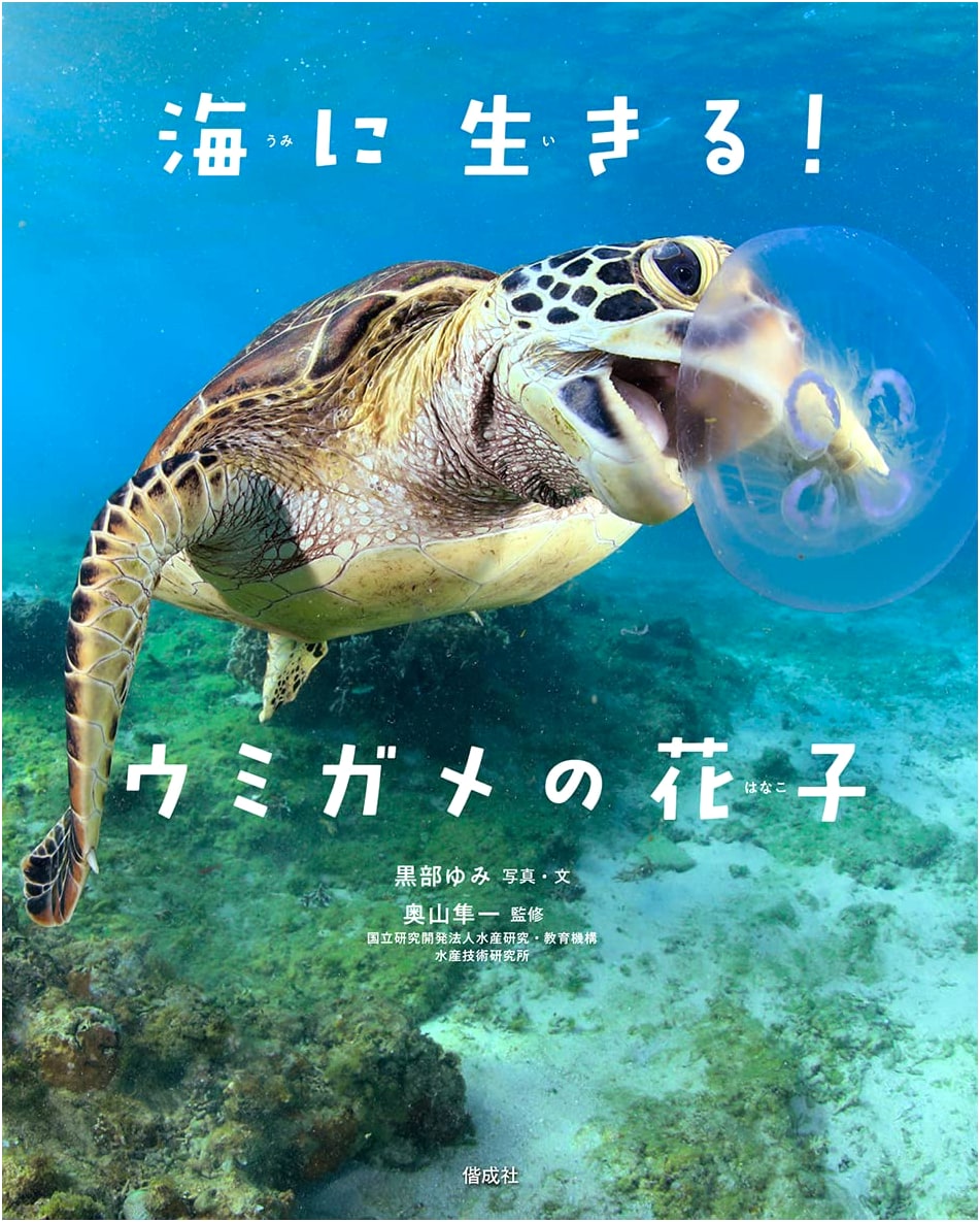 Living in the Sea! Hanako the Sea Turtle