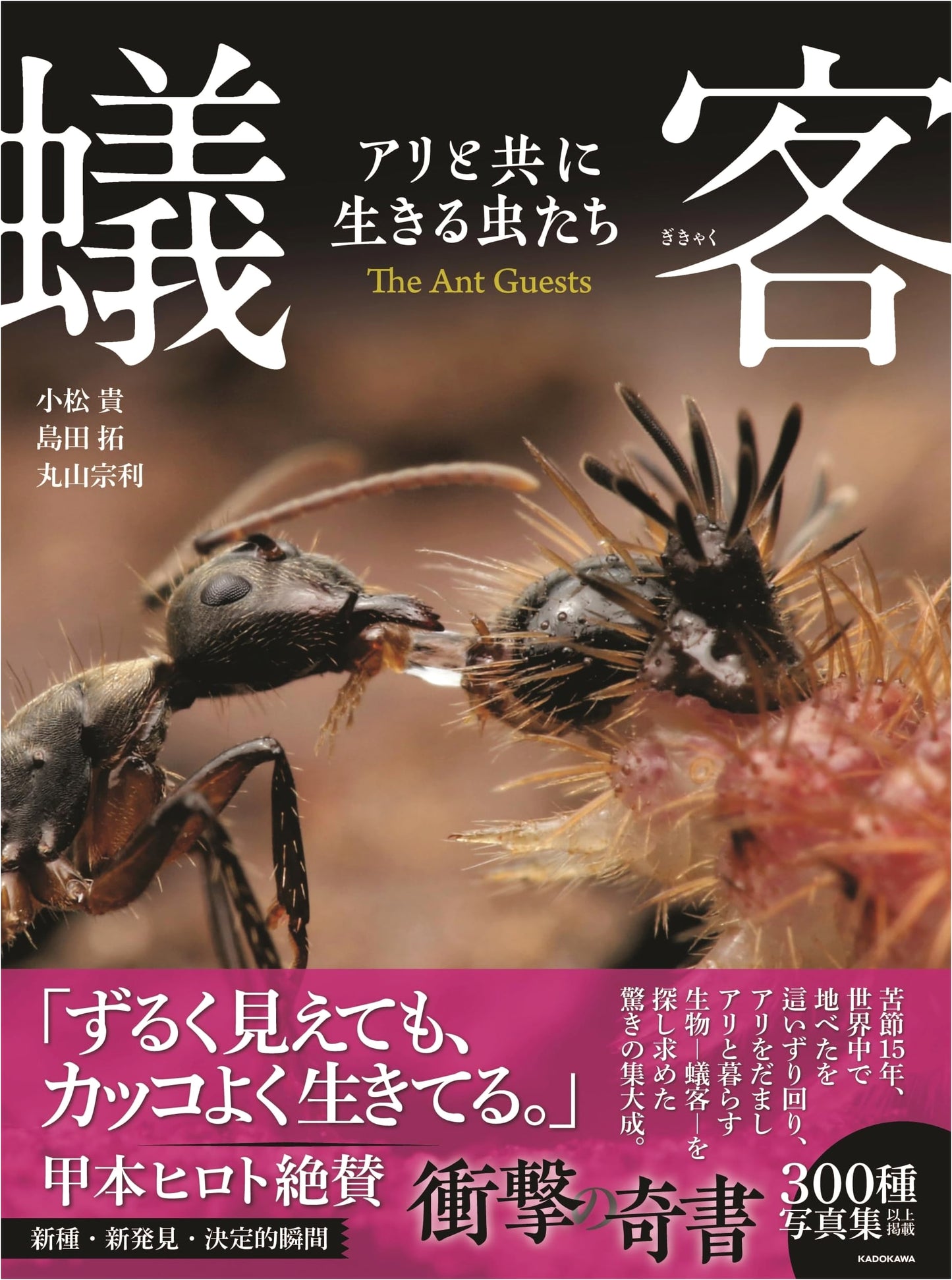 Myrmecophiles: Insects That Live With Ants